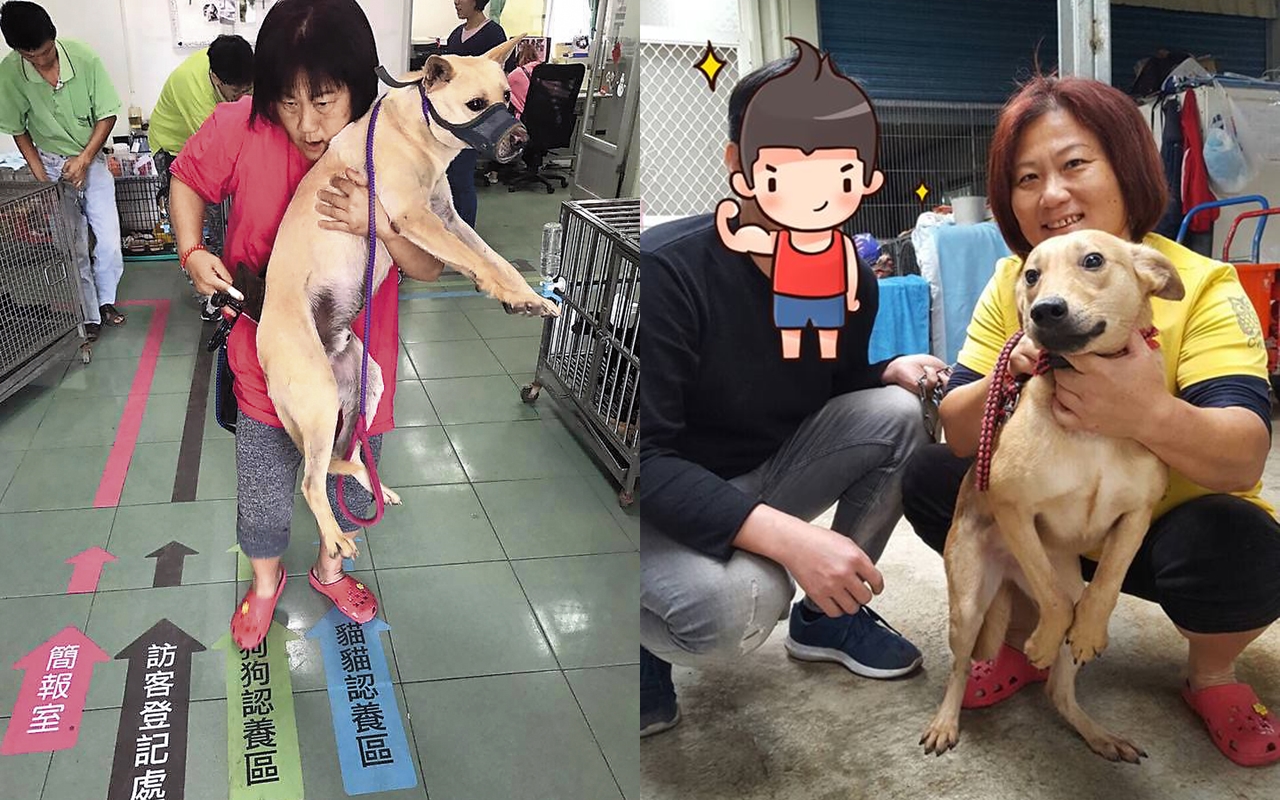 姜媽媽聲稱自己照料近700多隻流浪犬隻，急需外界援助。（翻攝姜媽媽狗園臉書）