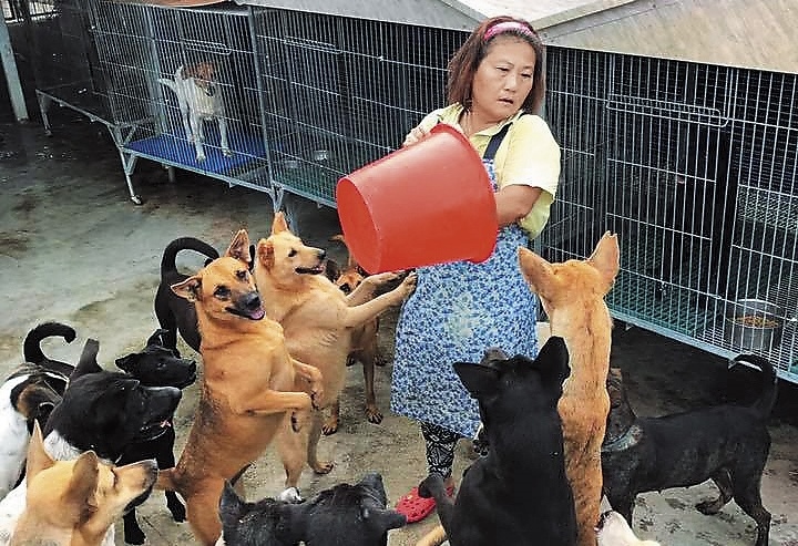 姜媽媽常在臉書PO出照顧流浪狗的照片，粉絲團人數多達6萬人，網路實力不容小覷。（翻攝臉書）