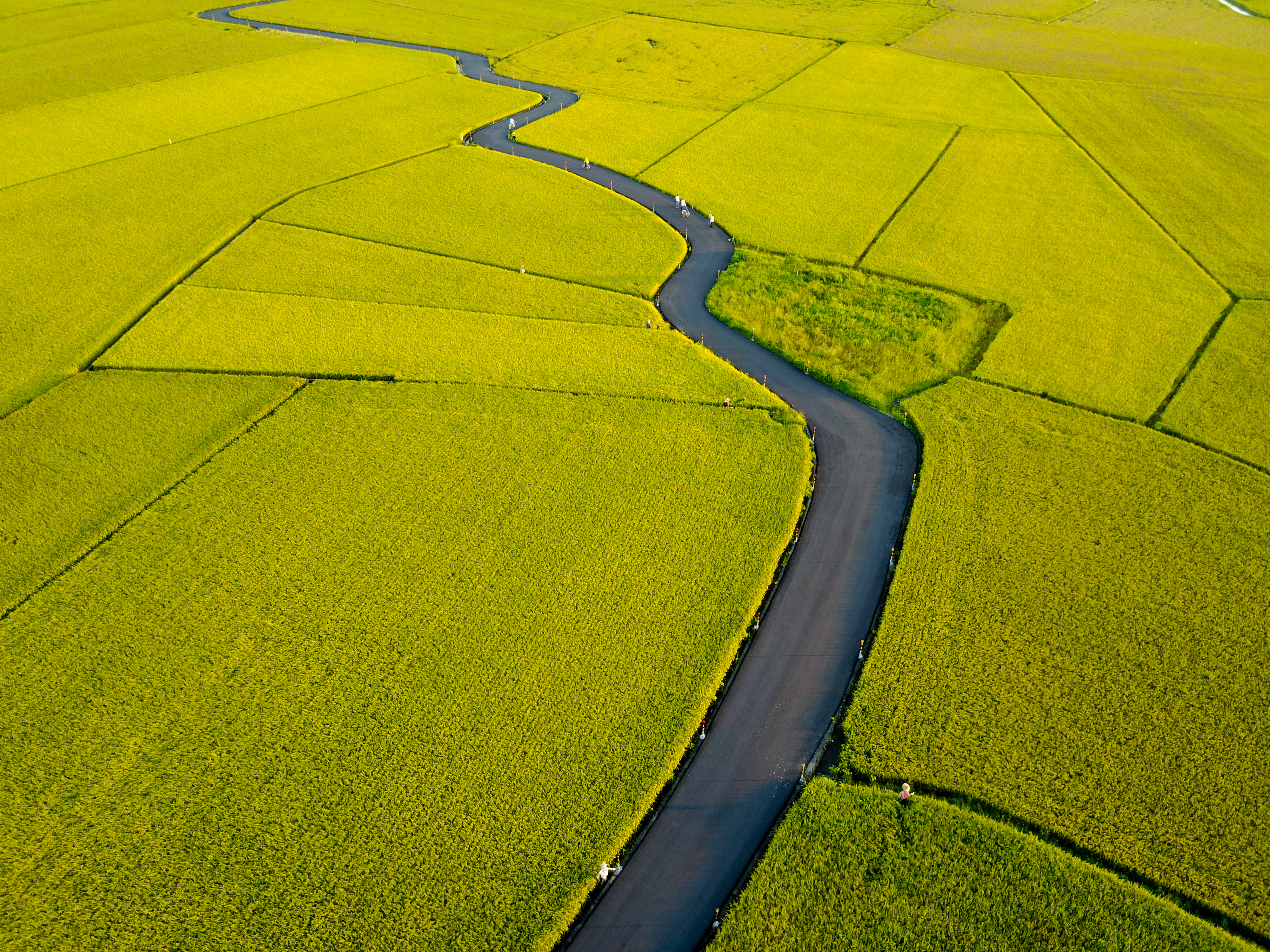 在宜蘭稻田中的空拍。