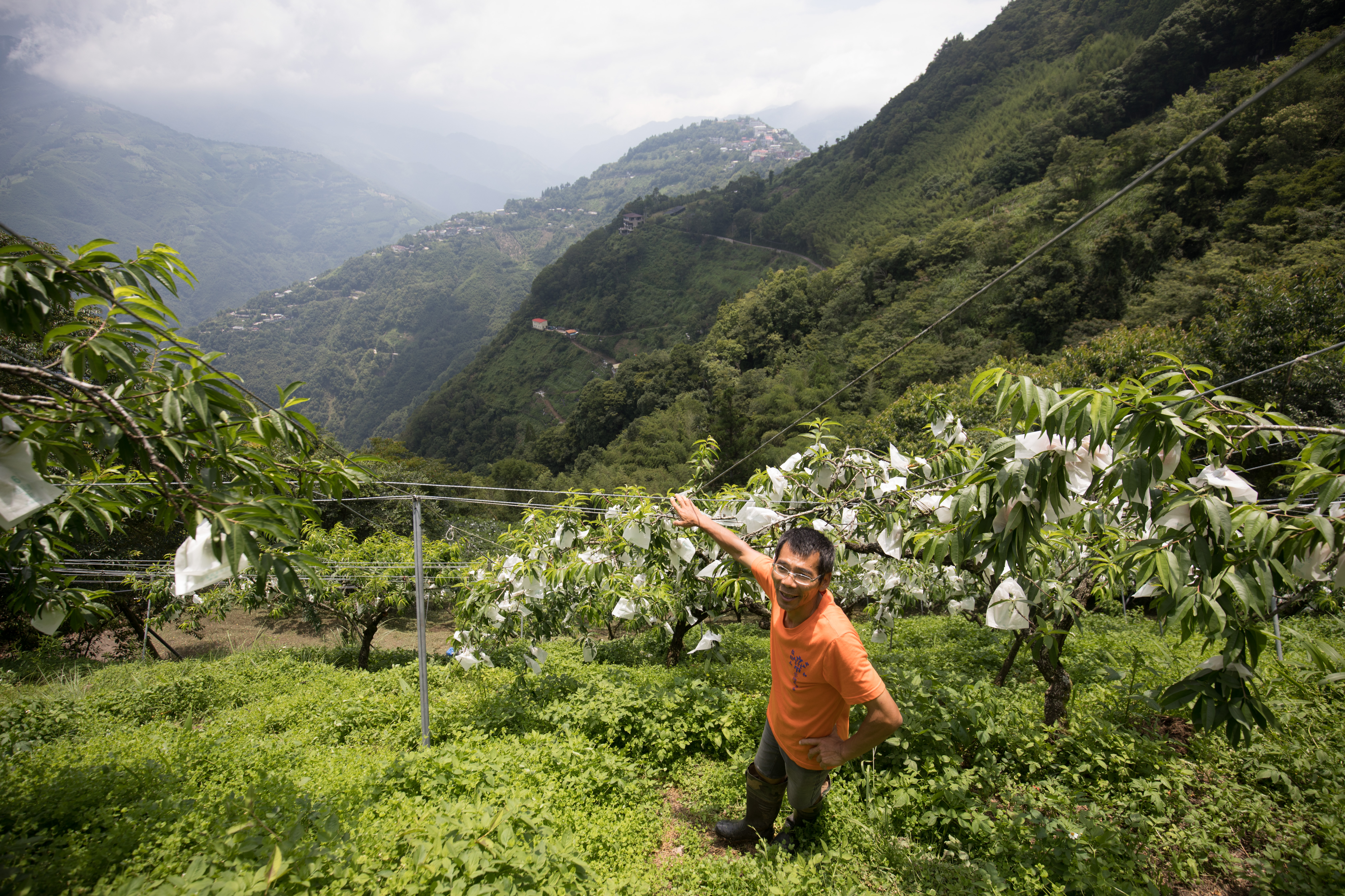 比佛利農莊主人黑仔，另有一片遙望山景的果園，但並不對外開放。