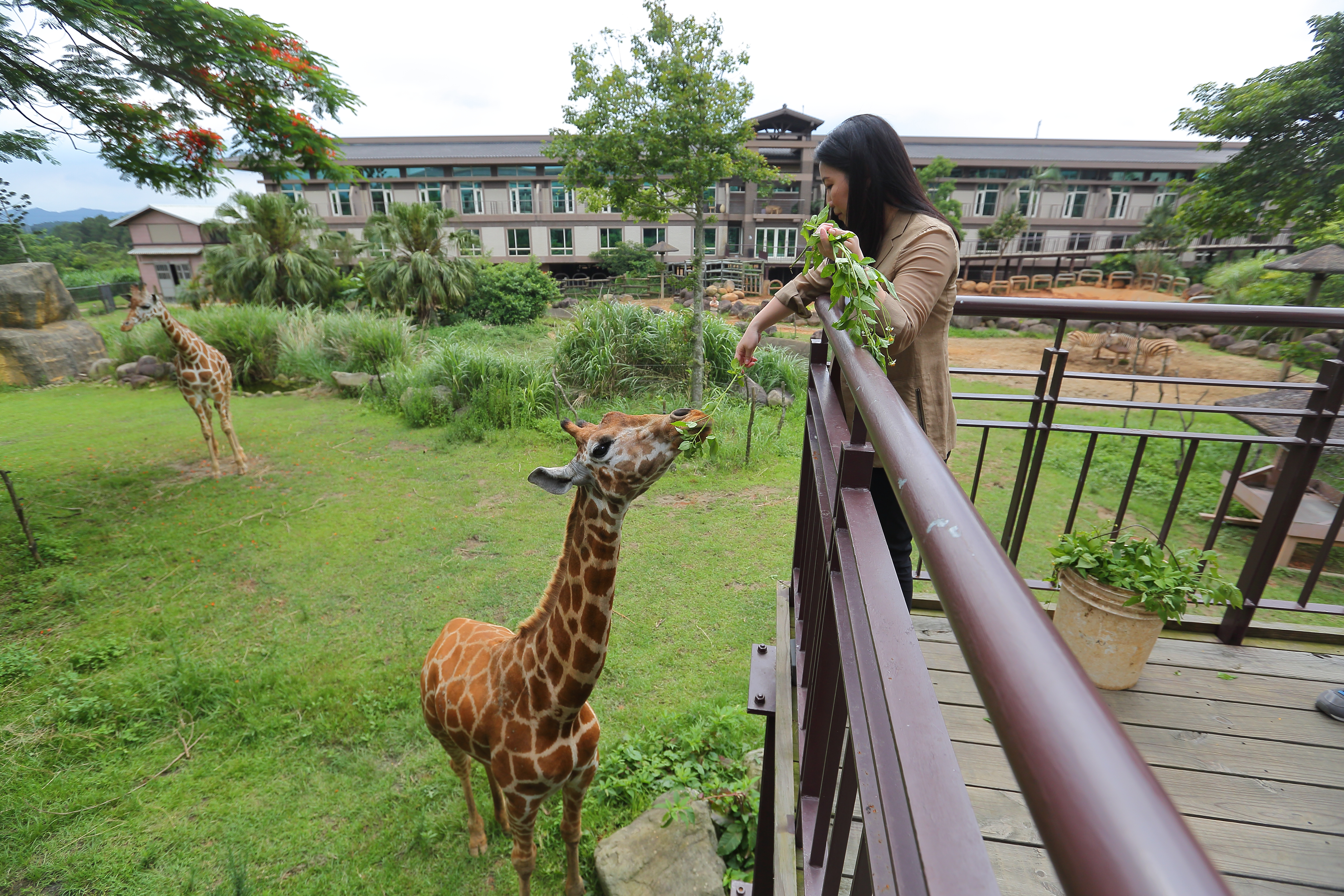 關西六福莊是亞洲第一個生態度假飯店，主打與動物零距離接觸，開幕六年就回收。