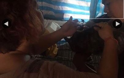 姜媽媽曾在臉書上po出自己幫犬隻施打疫苗的照片，卻不知此舉可能觸法。