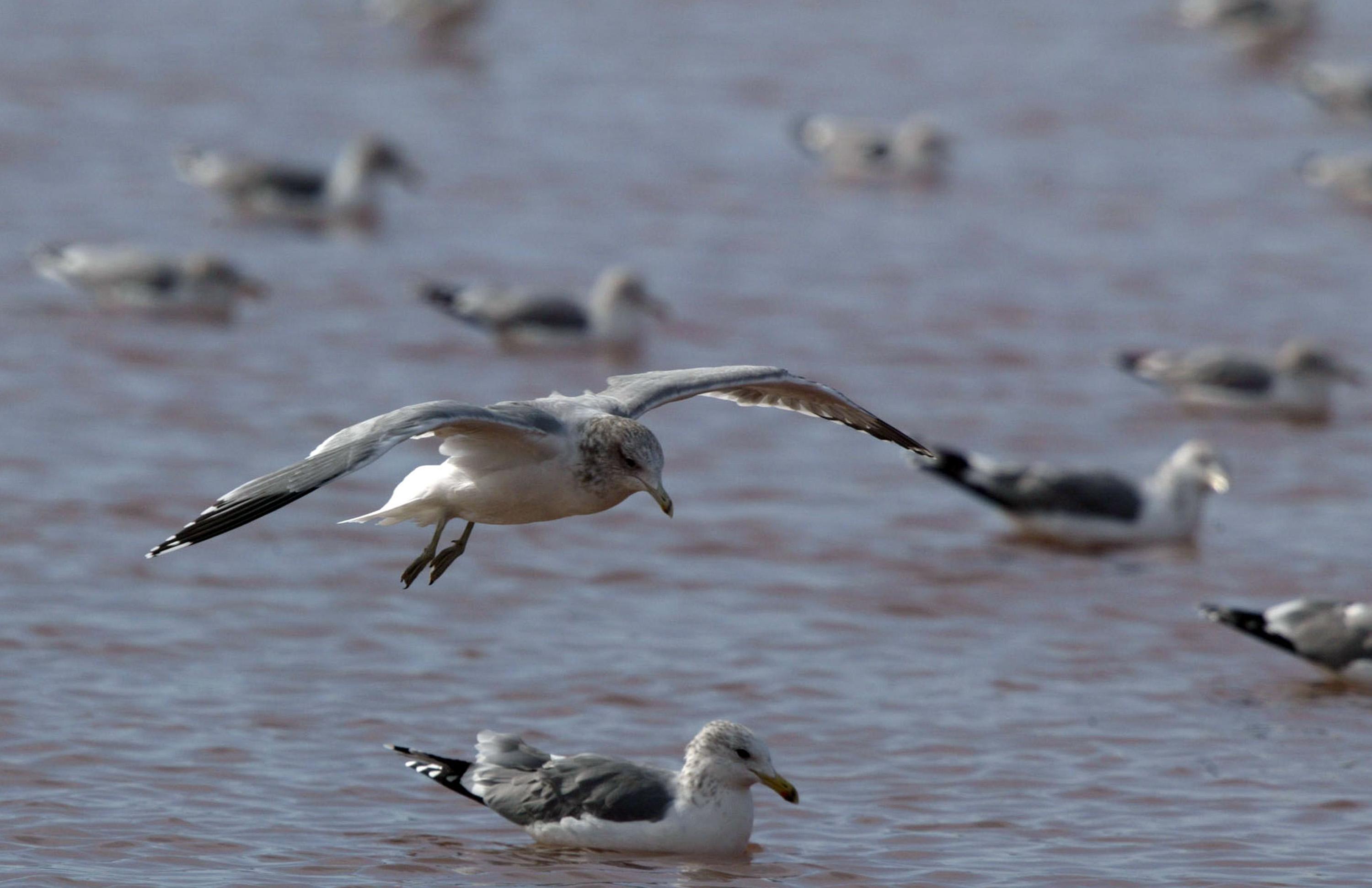  海鷗的女女配現象，曾牽動同志平權的歷史性進展。