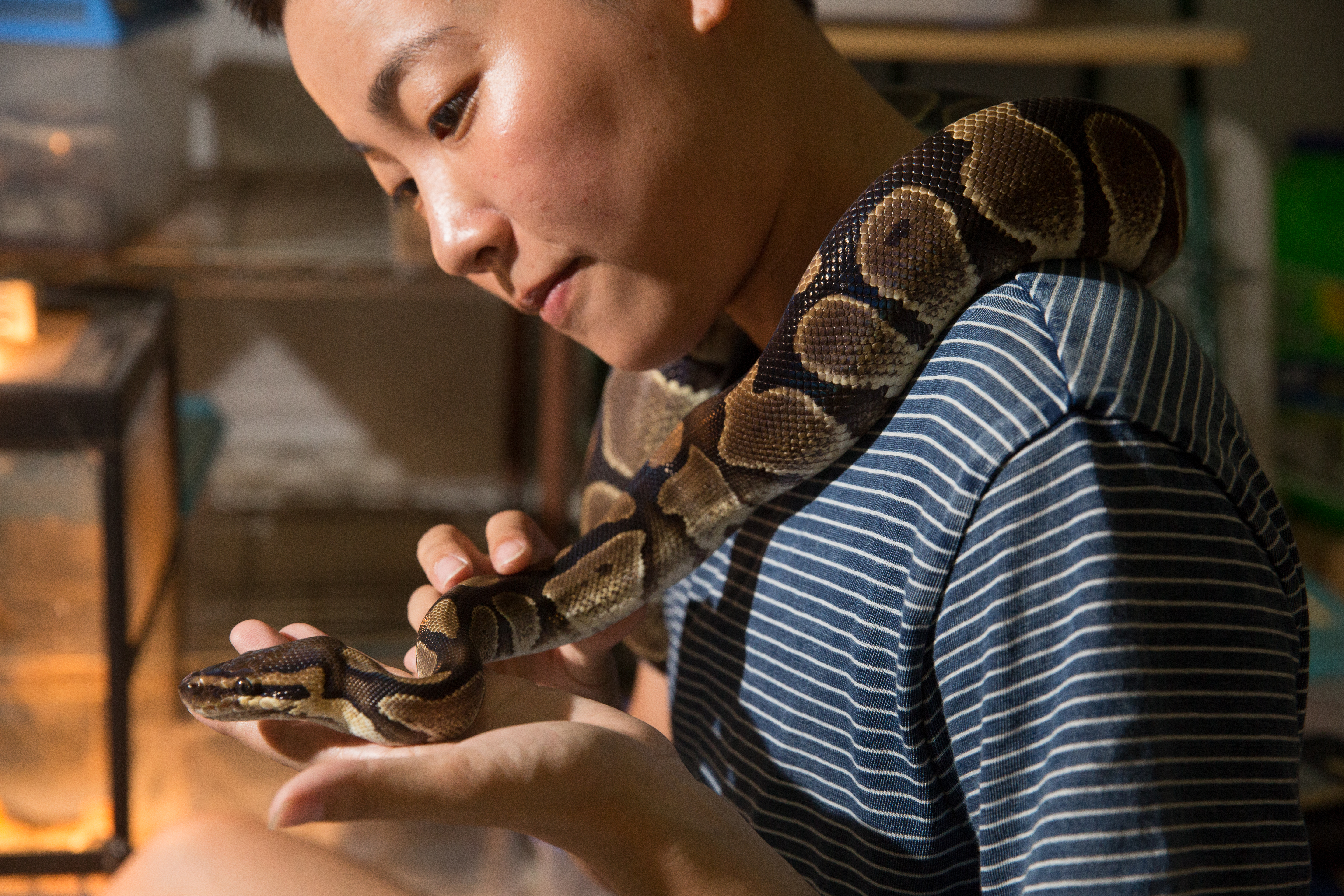 寵物球蟒蛇，名叫球球二代。