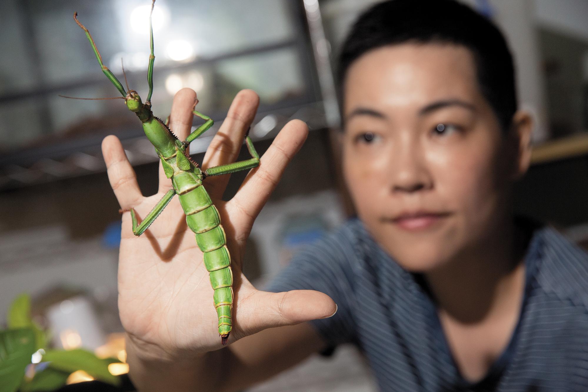 昆蟲課教學特色是讓孩子親身接觸昆蟲，吳沁婕說：「可以了解昆蟲並不可怕，並且尊重生命。」圖為綠椒竹節蟲。