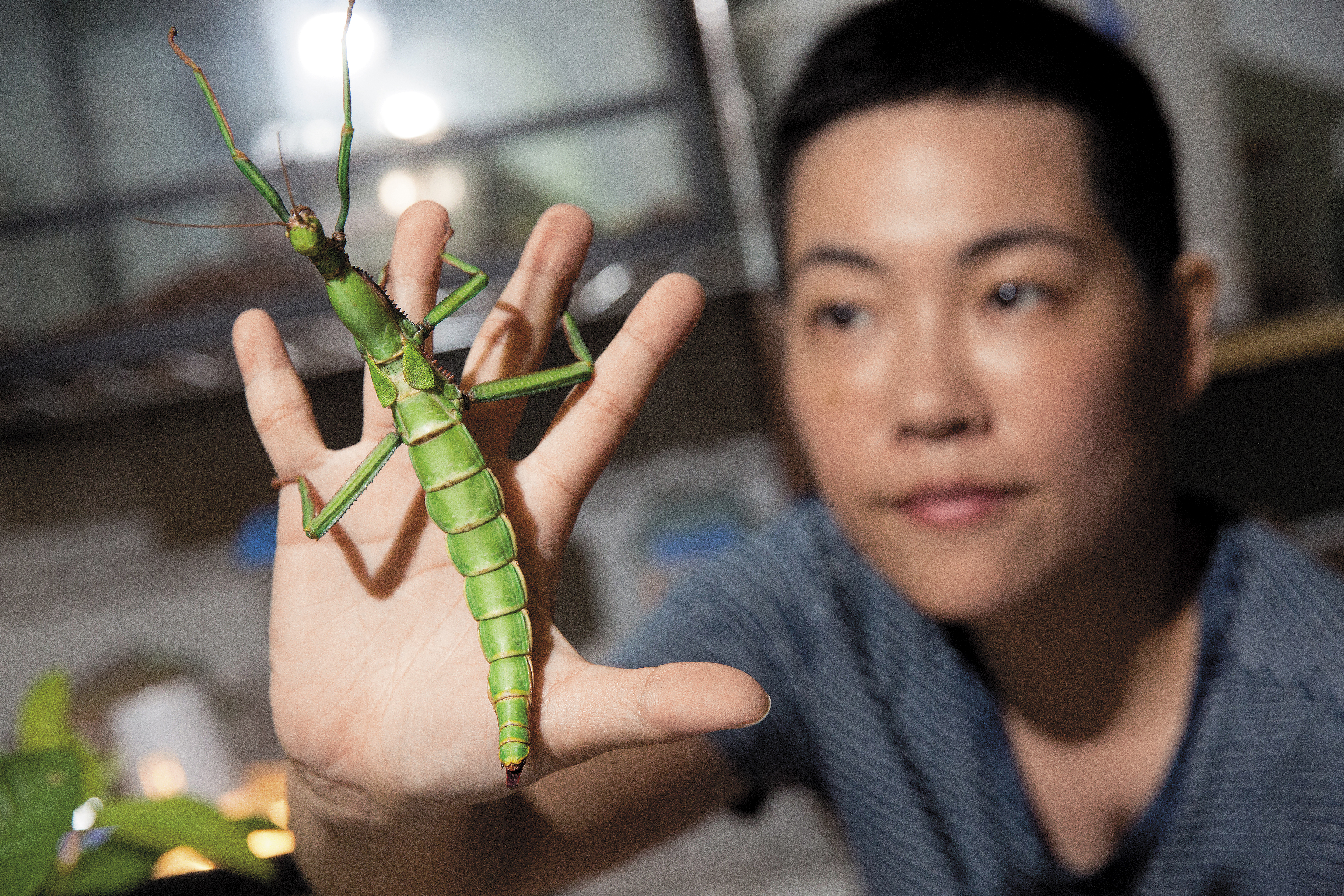 昆蟲課教學特色是讓孩子親身接觸昆蟲，吳沁婕說：「可以了解昆蟲並不可怕，並且尊重生命。」圖為綠椒竹節蟲。