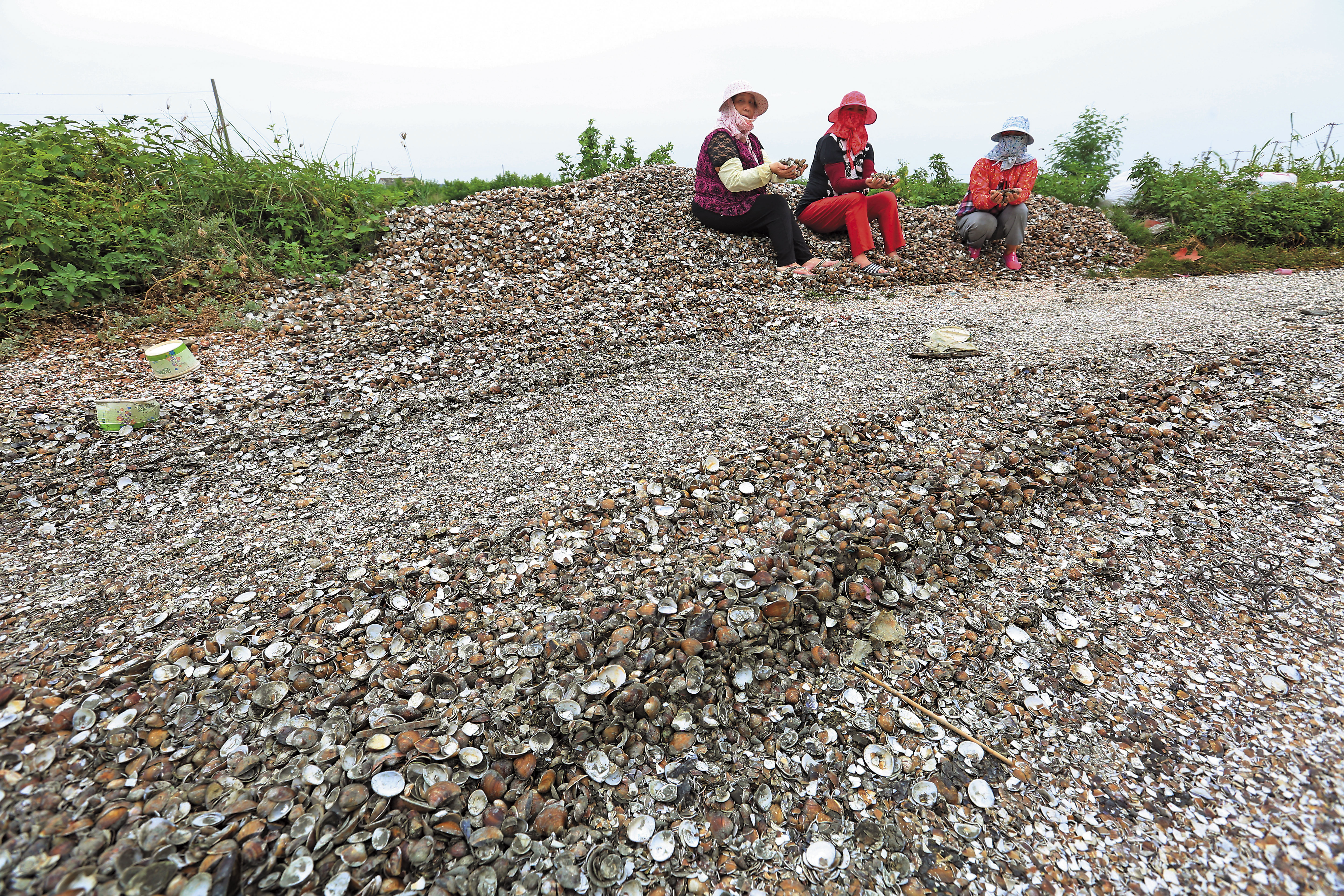 雲林口湖近日傳出文蛤大量暴斃，文蛤空殼多到可舖成「文蛤墳墓」，讓養殖戶內心淌血。
