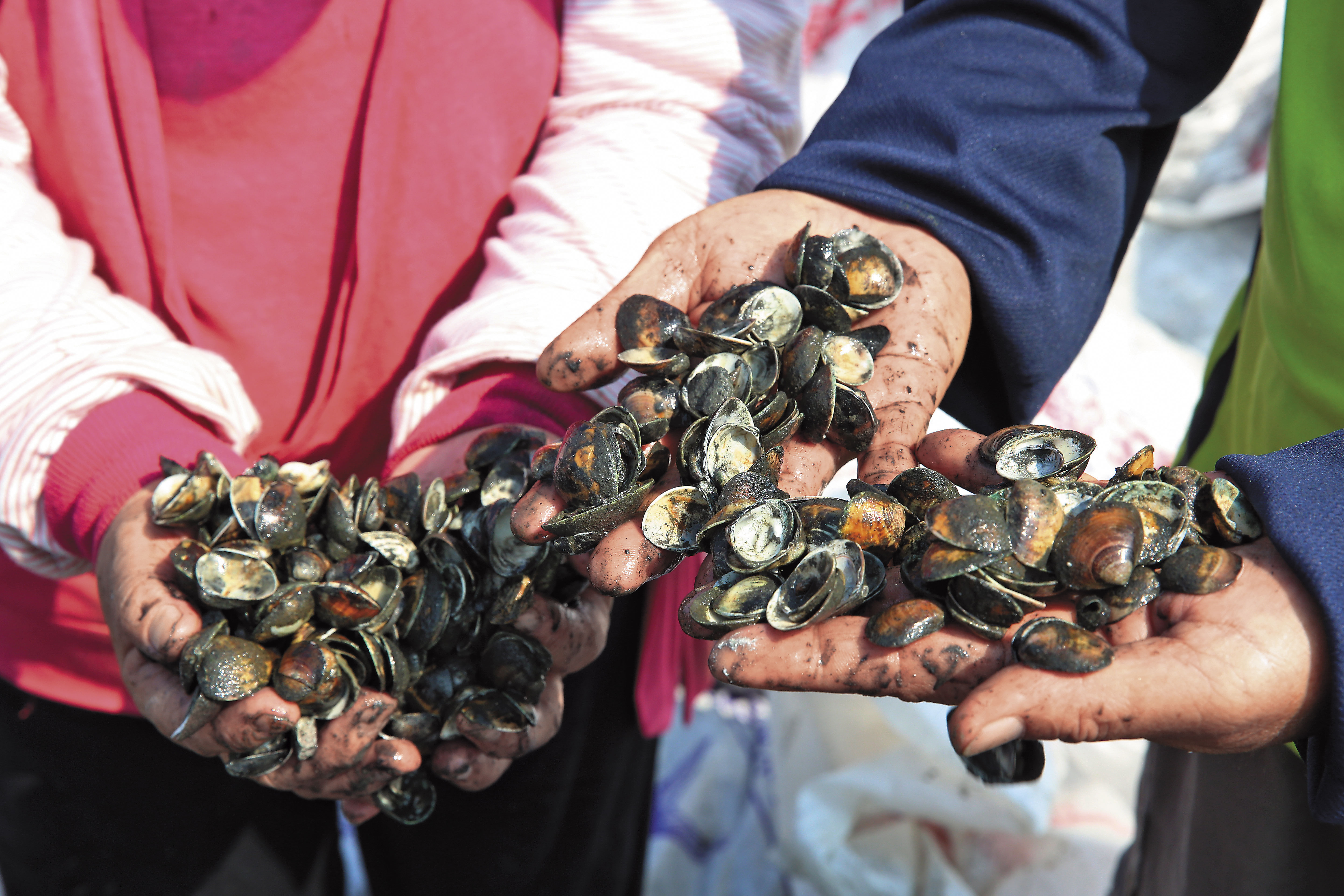 辛辛苦苦養了1年的文蛤卻在收成前開殼死亡，養殖戶懷疑是底渣汙染水源惹禍。