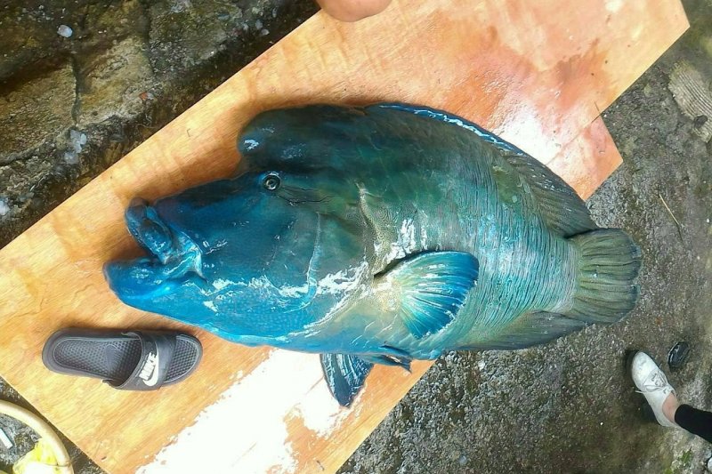 陳姓民宿業者去年5月獵殺龍王鯛，並將屍體放上網路而引發社會撻伐。（翻攝網路）