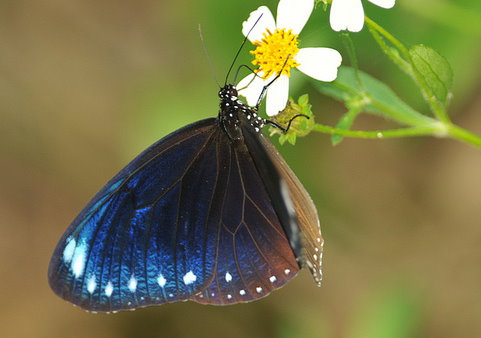 紫斑蝶因其蝶翼上的鱗粉經陽光折射，不同角度呈現夢幻紫光而得名。