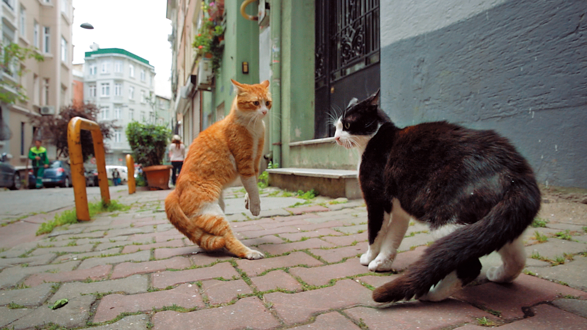 《愛貓之城》記錄了伊斯坦堡大街小巷的貓與人，從貓身上挖掘的特質，甚至折射出人與動物、城市、及信仰之間的關連。（絕色國際提供）