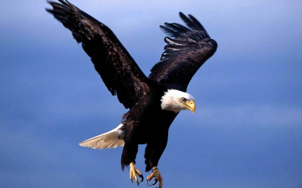 老鷹是美國國鳥,郭台銘取巧的把美國投資取名「飛鷹計畫(flying eagle)」,搏取老美歡心。(翻攝網路)