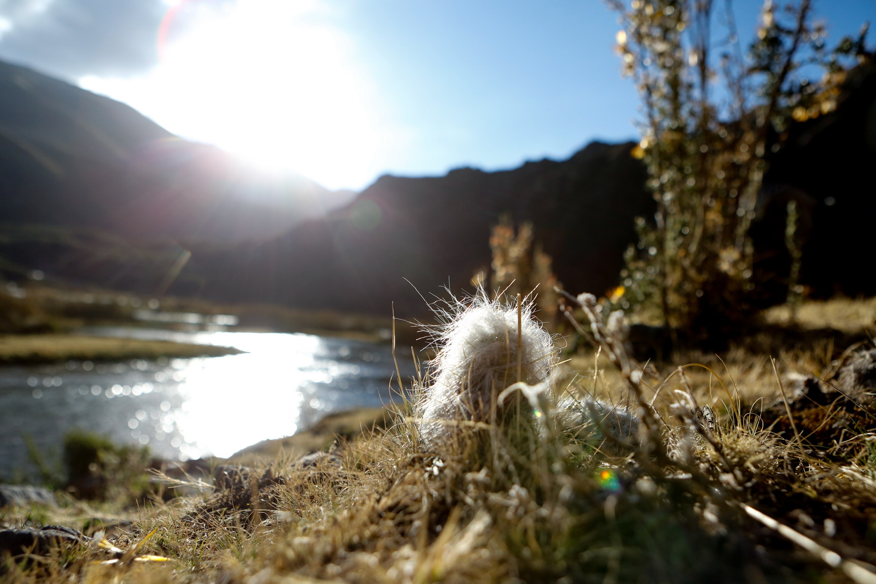 湖畔植物在光影下的變化動人。