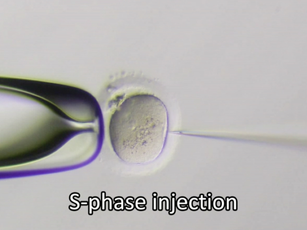 Crispr-Cas9植入人類卵子。科學家以基因編輯技術修復胚胎中的致病基因。（OHSU胚胎細胞與基因修復中心）