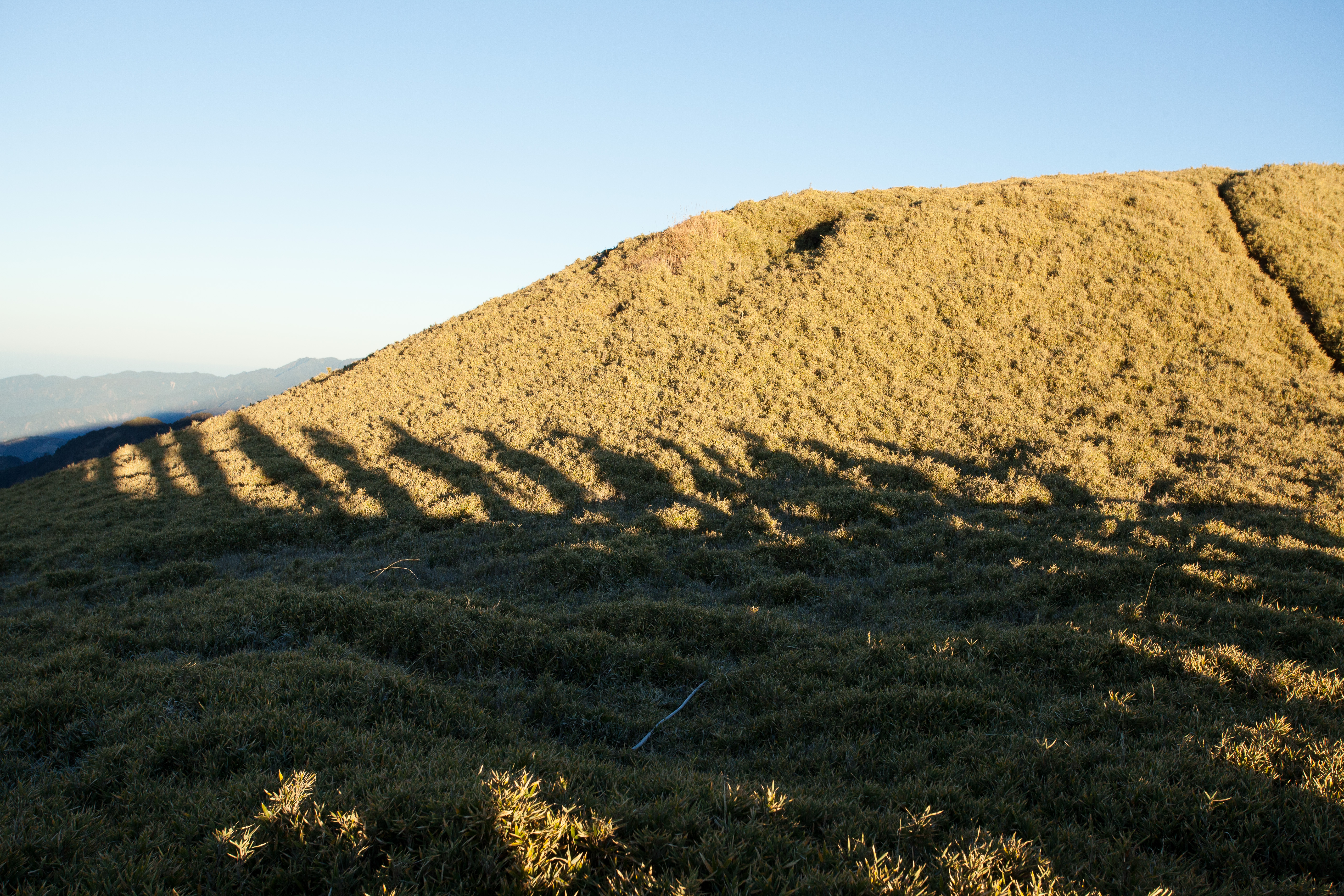 奇萊南華的矮箭竹，讓高山也變得溫柔。