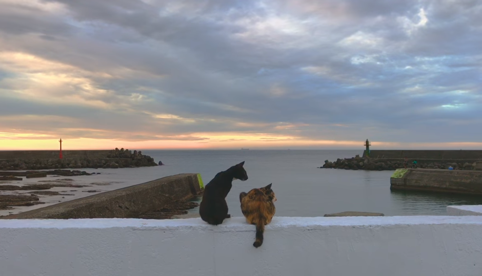 原子邦妮再推新曲〈現在你好嗎〉，MV有許多貓在鏡頭前展現各種姿態。（圖取自Youtube）