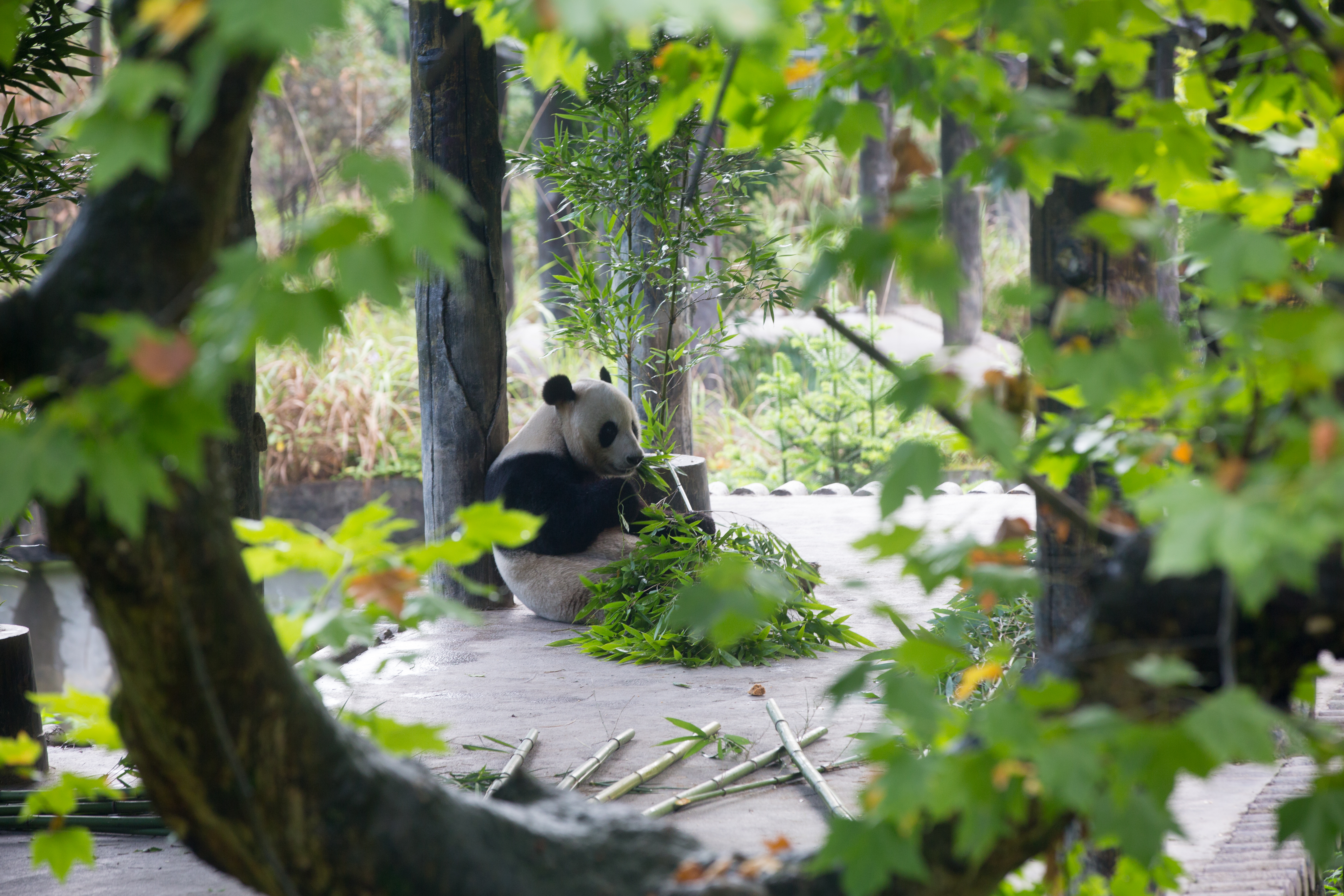 這是我們在四川碧峰峽看到的第一隻大熊貓，離我們非常遠，但是慵懶貌已讓人瘋狂。