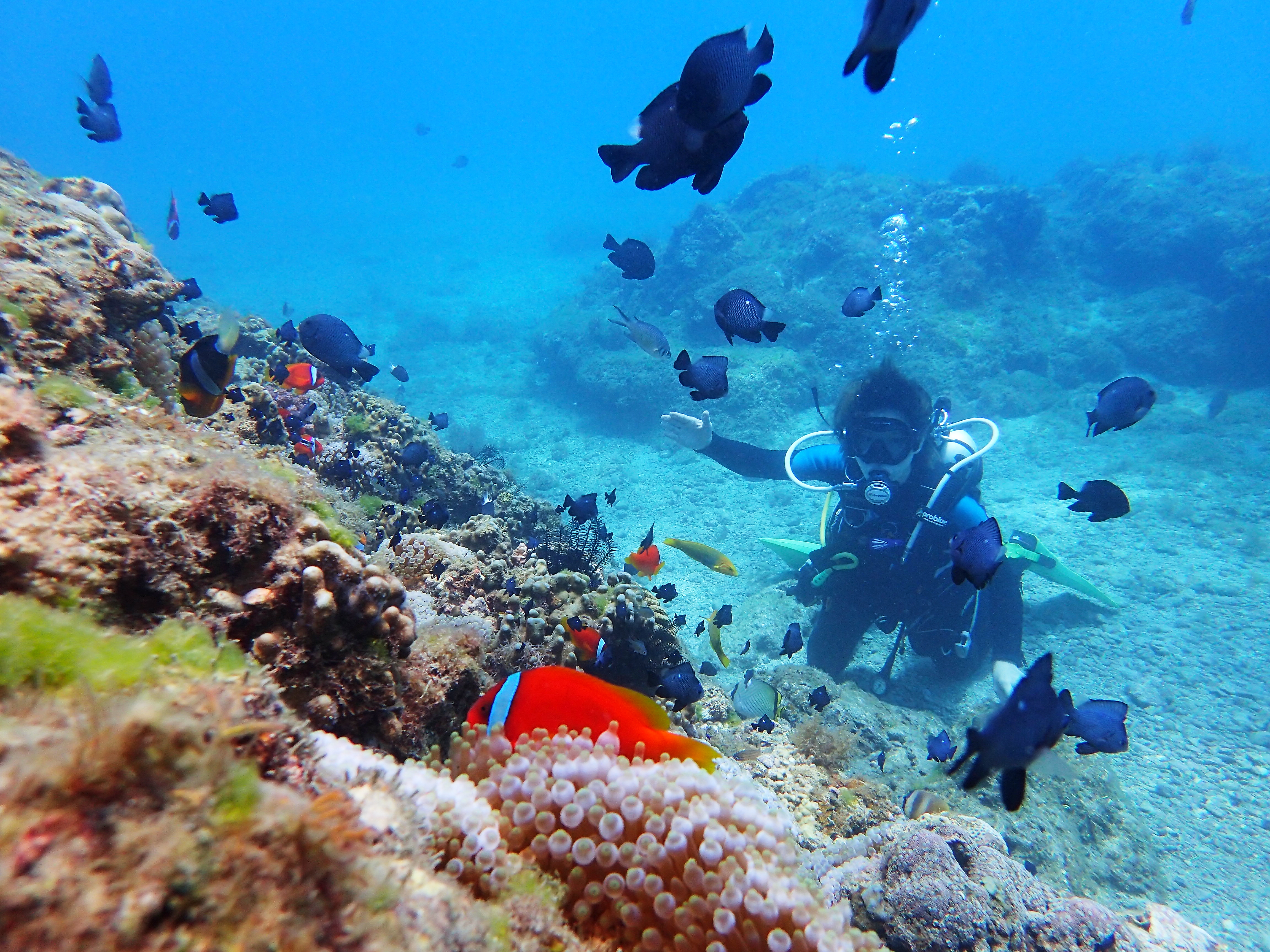小琉球海底世界色彩繽紛，完全不輸國外著名潛點。