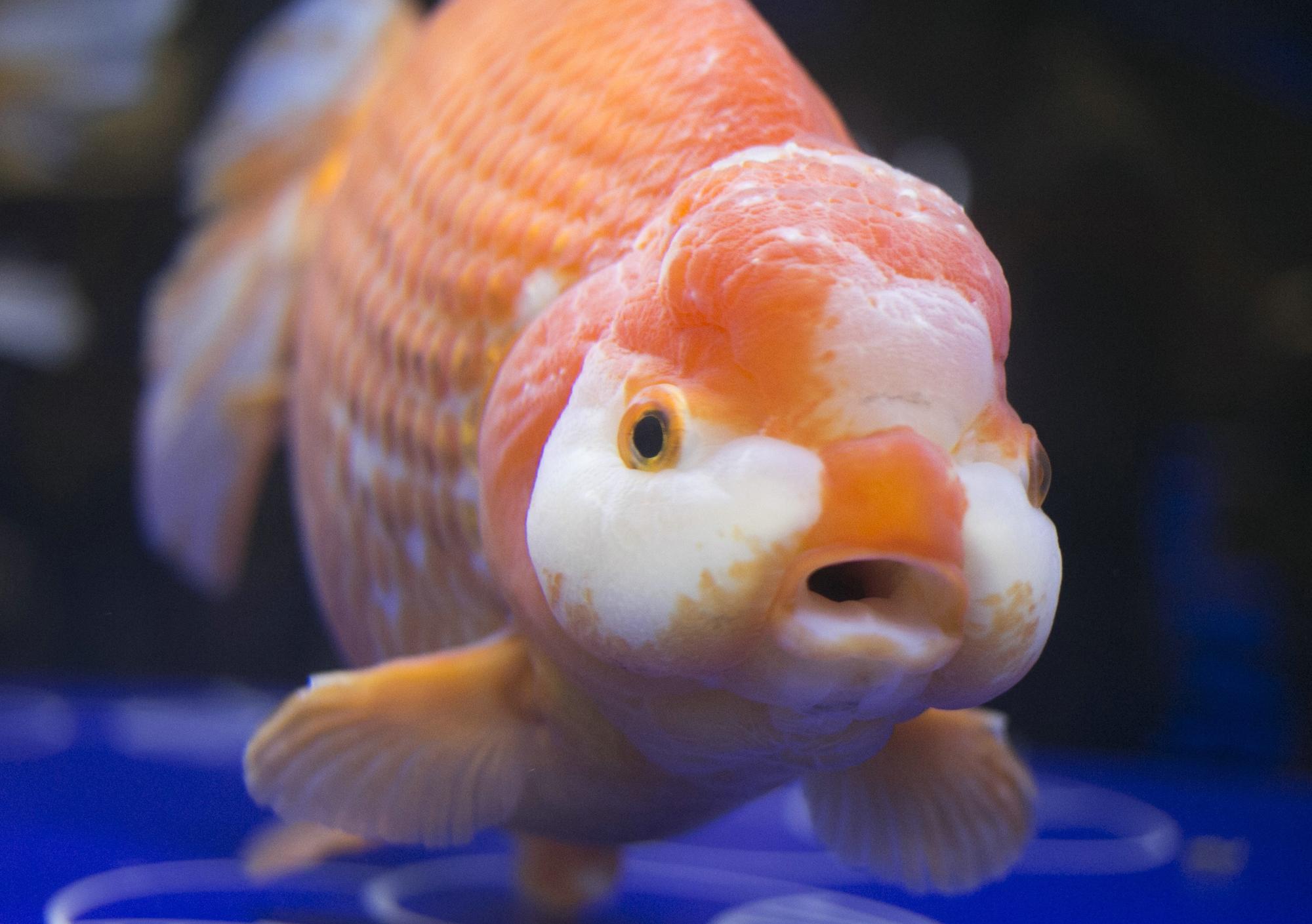 金魚的「酒量」，來自於體內獨特的代謝機制。（東方IC）
