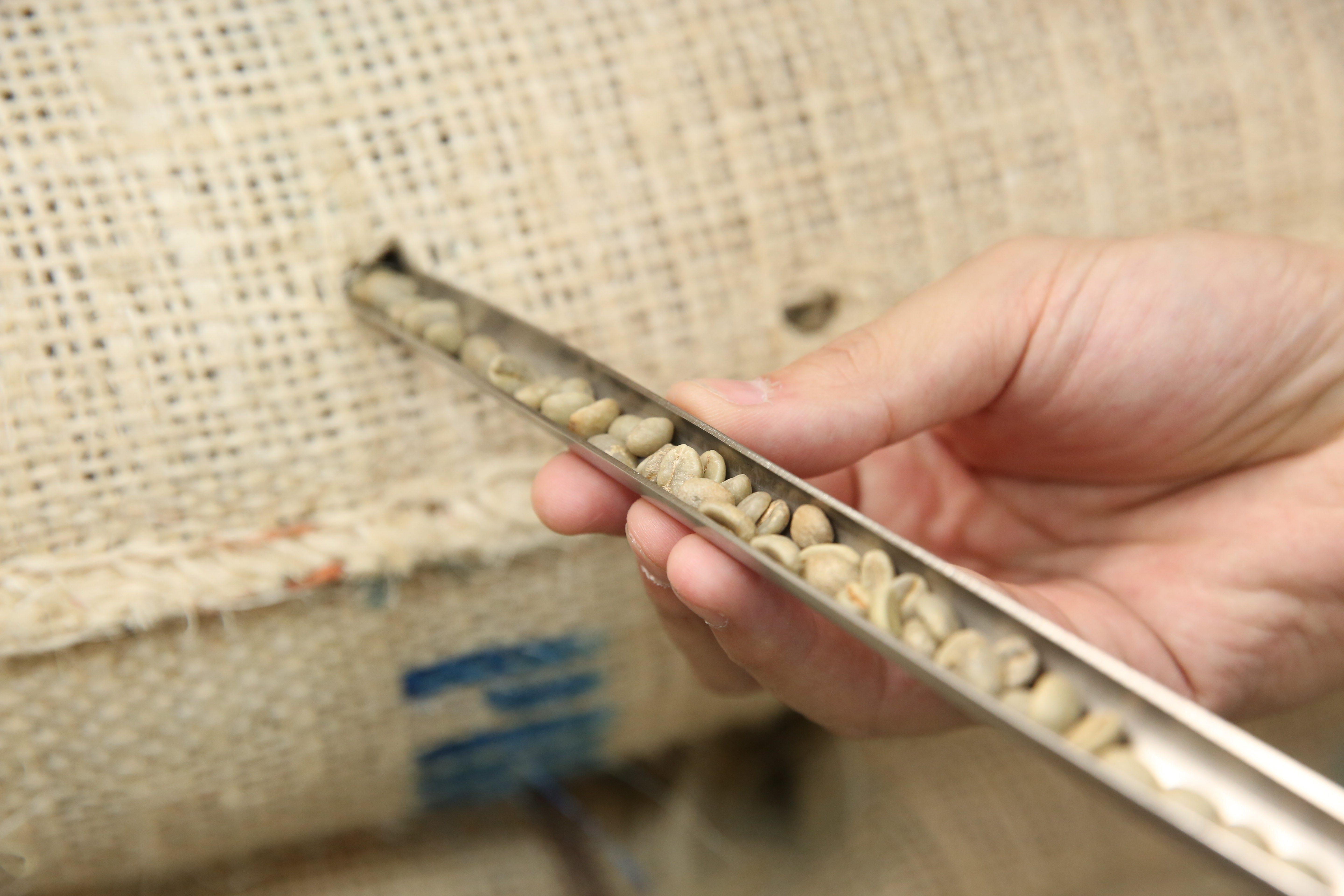 路易莎的莊園豆幾乎由獵豆師幫忙，在咖啡豆產區挑選。