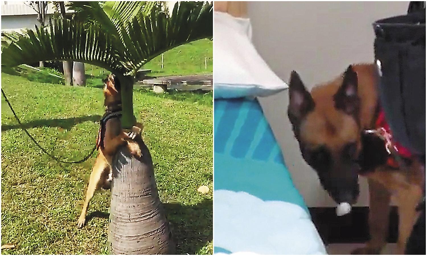 新北市警犬隊的狼犬(左)嗅到爆裂物,雙腳直接撲上樹身,以嘴頂觸樹冠中的標的。新北市警犬(右)一口咬出枕頭下的棉球(仿爆裂物)。(翻攝自上報)