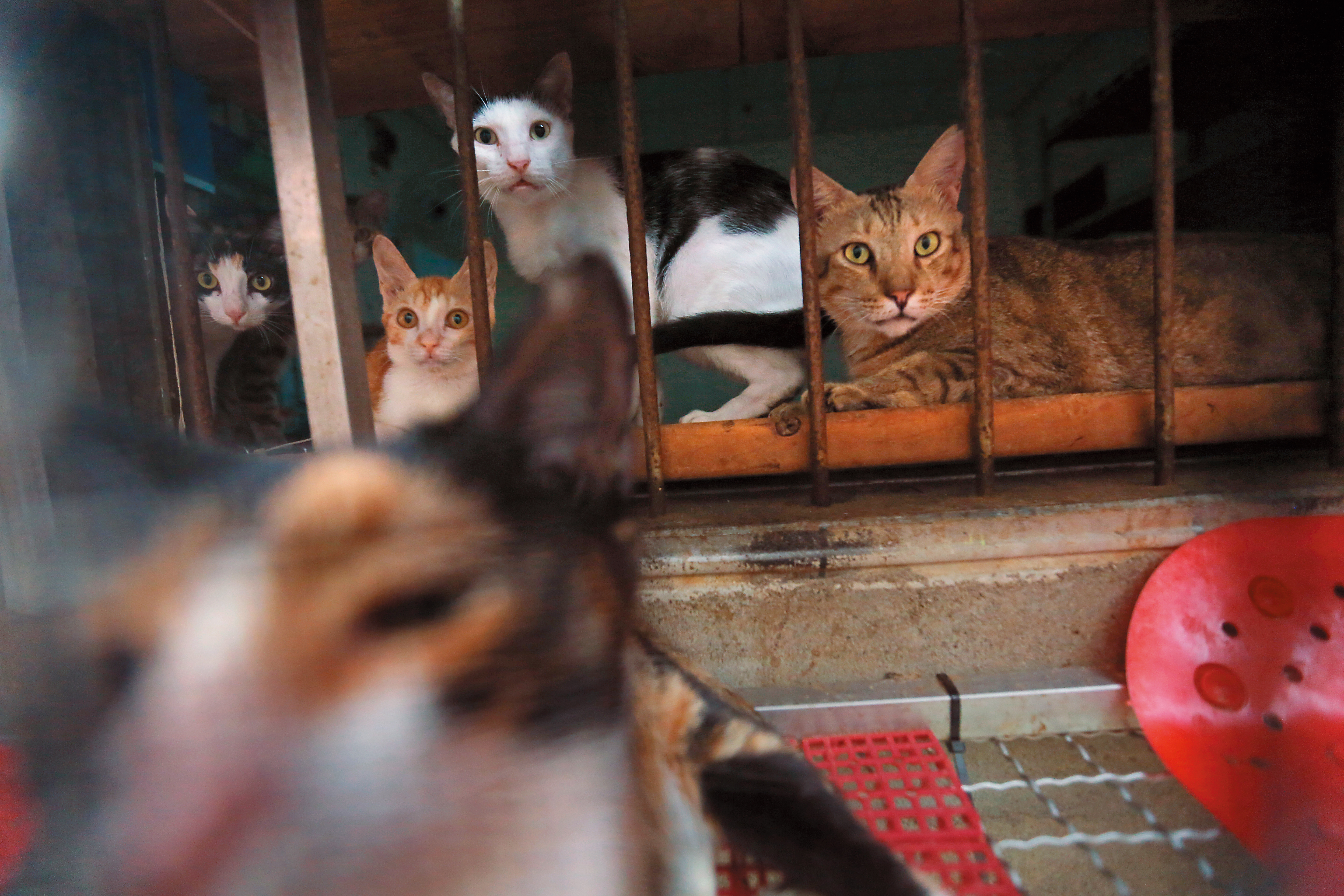 貓坑環境擁擠、異味濃厚，許多貓為了透氣，全擠到窗口好奇地向外看。