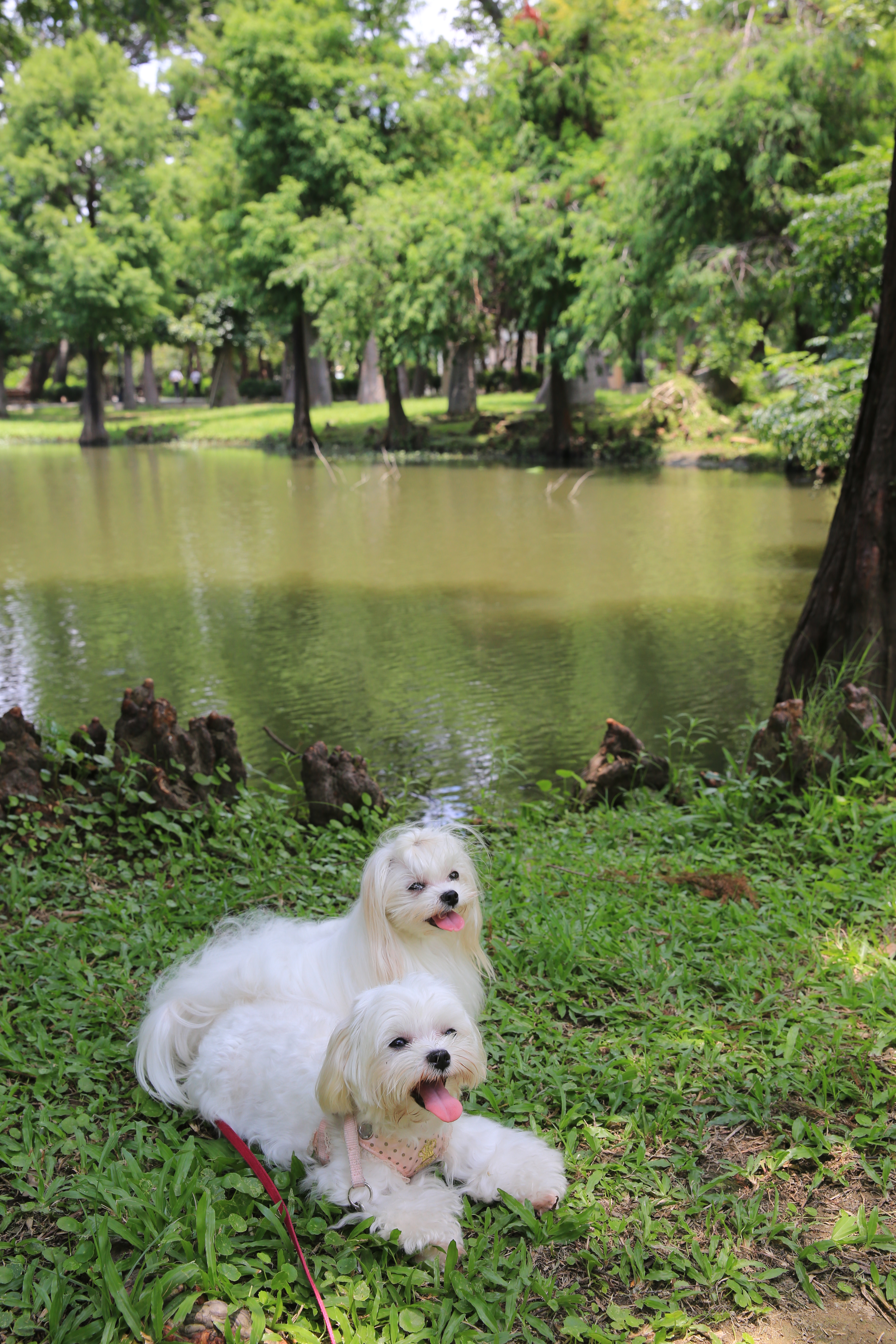 傍晚時分，居民走進公園遛狗。