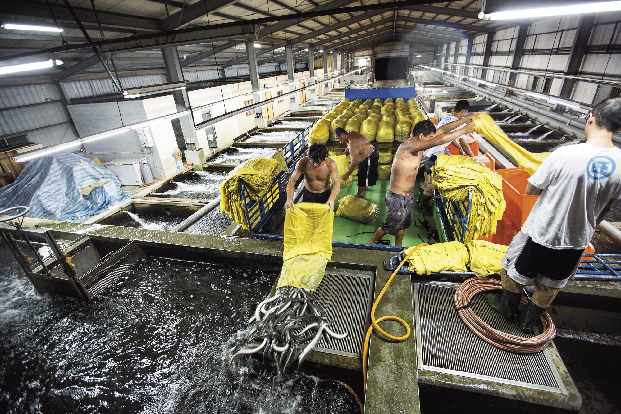 卡車1次載來6千公斤鰻魚準備入池沖水,場面相當壯觀。