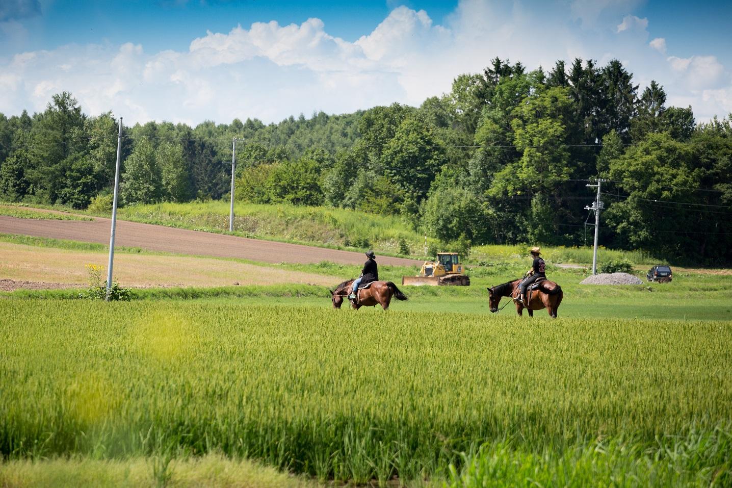 北海道旭川附近,可以騎馬享受田野風光。