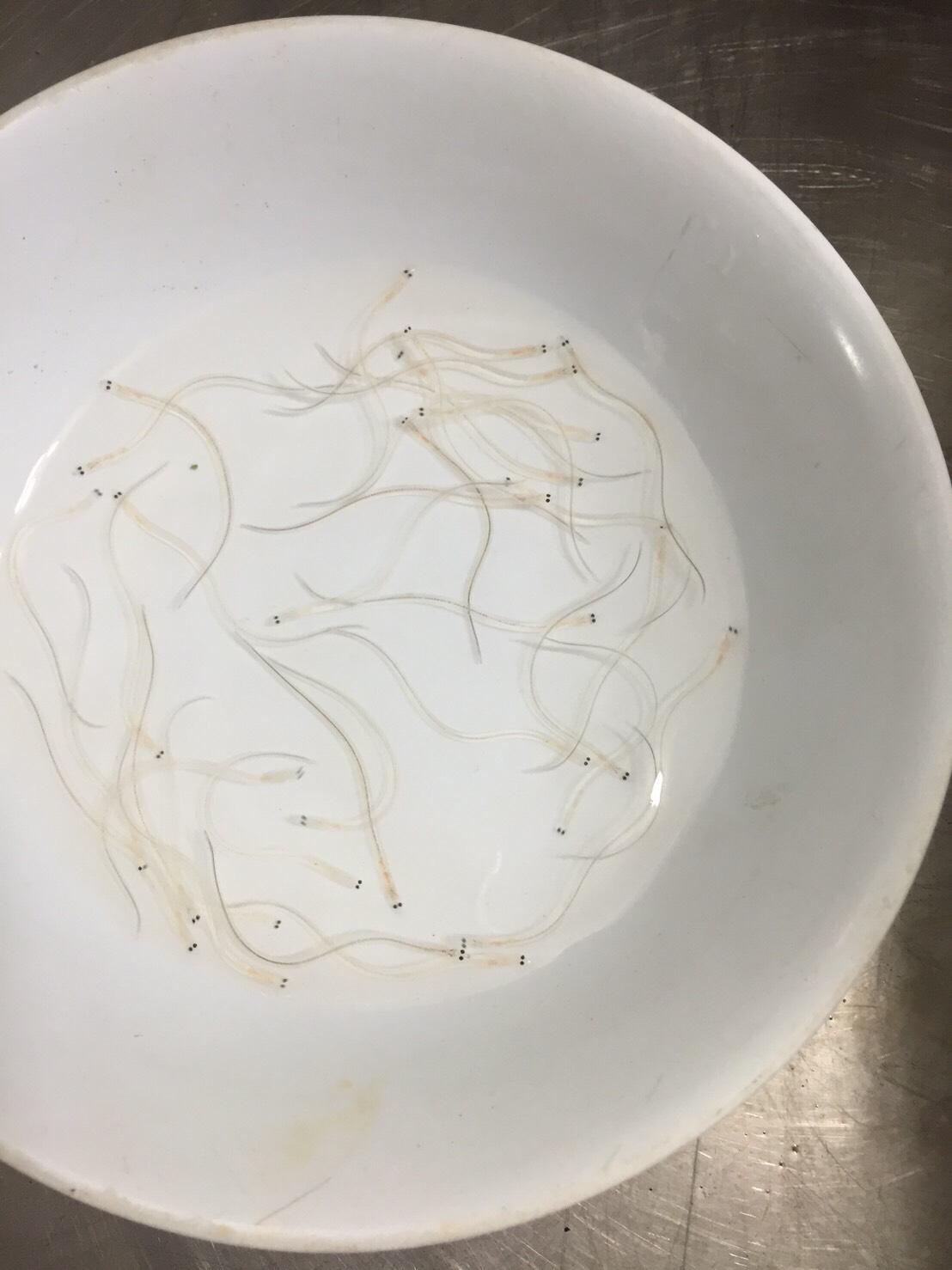 馬里亞納海溝孵化的鰻苗順著黑潮漂至台灣西部海岸,鰻苗細如髮絲又被漁民稱之為「鰻線」。(旺生提供)