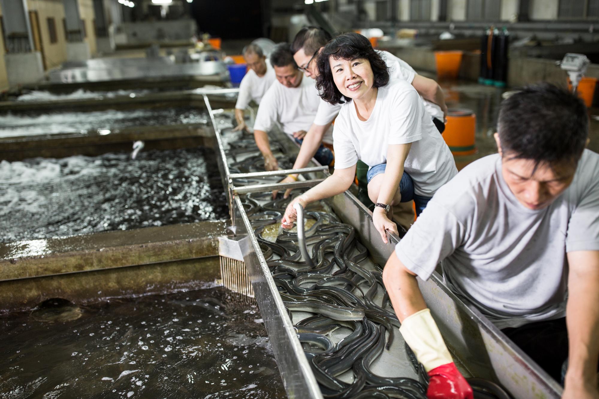 全世界共有19種鰻魚,其中又以日本鰻脂肪含量最高,價格也最貴。