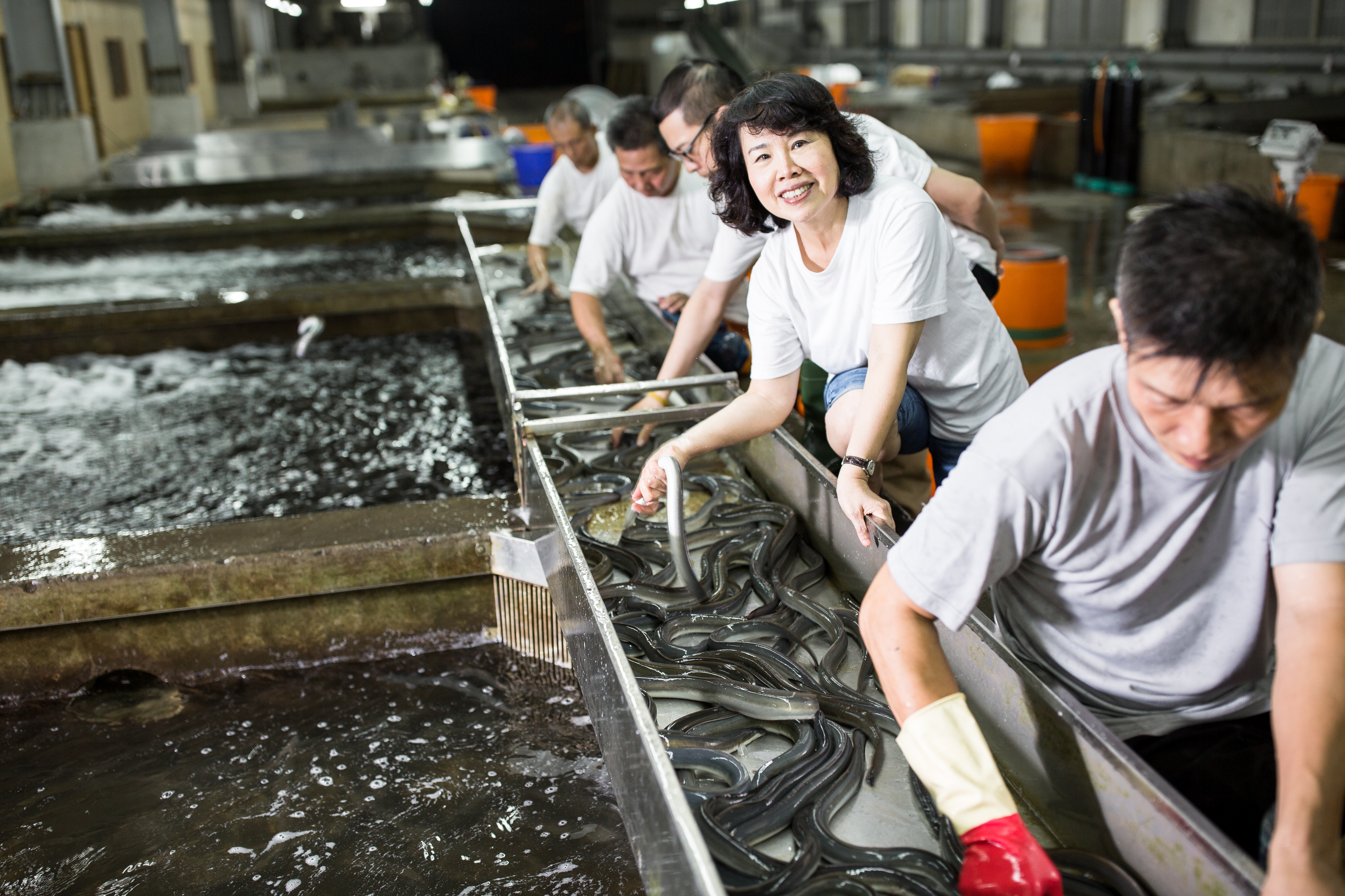 全世界共有19種鰻魚，其中又以日本鰻脂肪含量最高，價格也最貴。