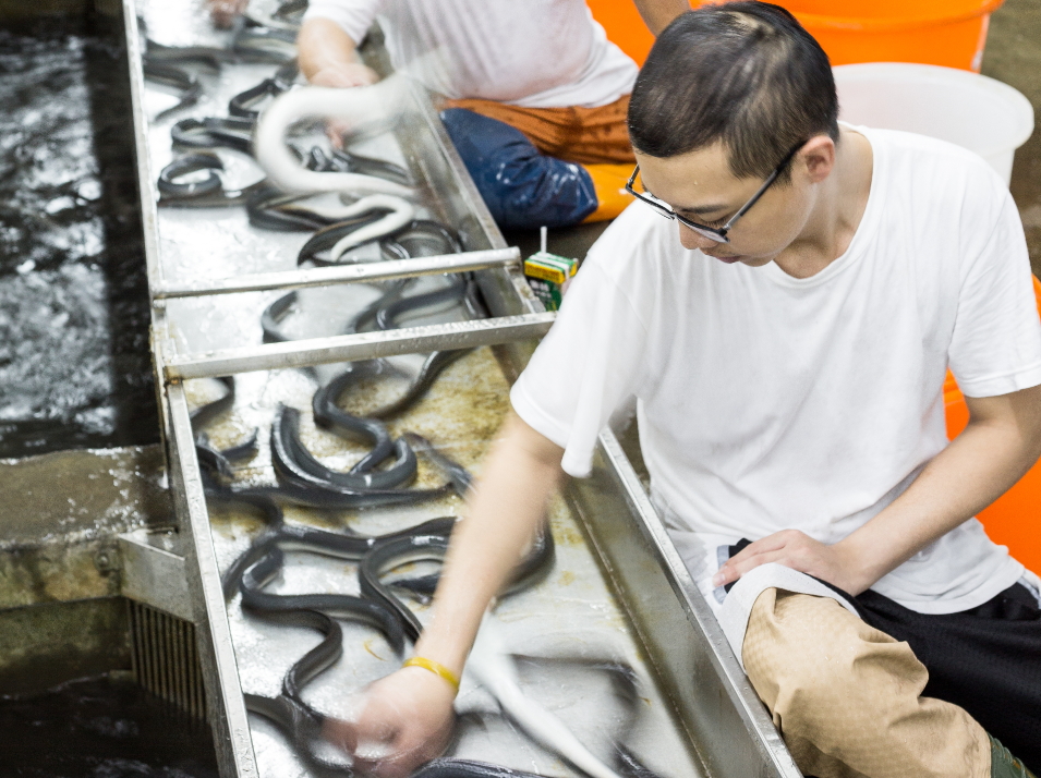 選鰻必須眼明手快，郭瓊英訓練外甥郭書豪（前1）8年，如今已能獨當一面。