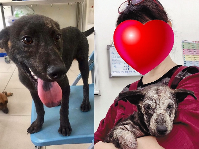 林珍奇愛狗的程度讓義工好友也笑她痴狂，連患有嚴重皮膚病的狗狗「小石頭」，她都照樣抱在手上。小石頭痊癒後（左圖）看起來健康又可愛。