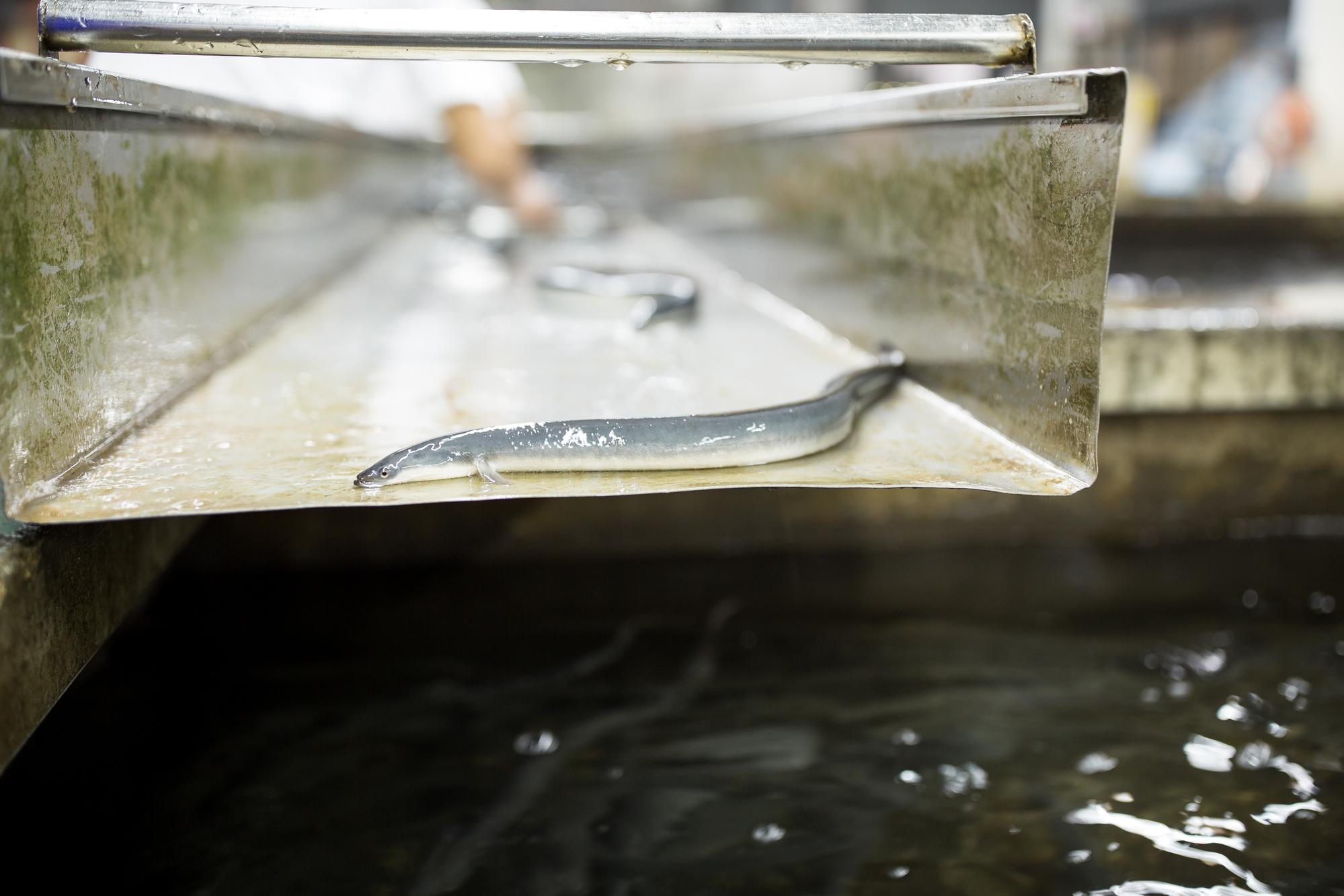 旺生自創「青口鰻」品牌,鰻魚身呈現靛藍色,備受日本市場歡迎。