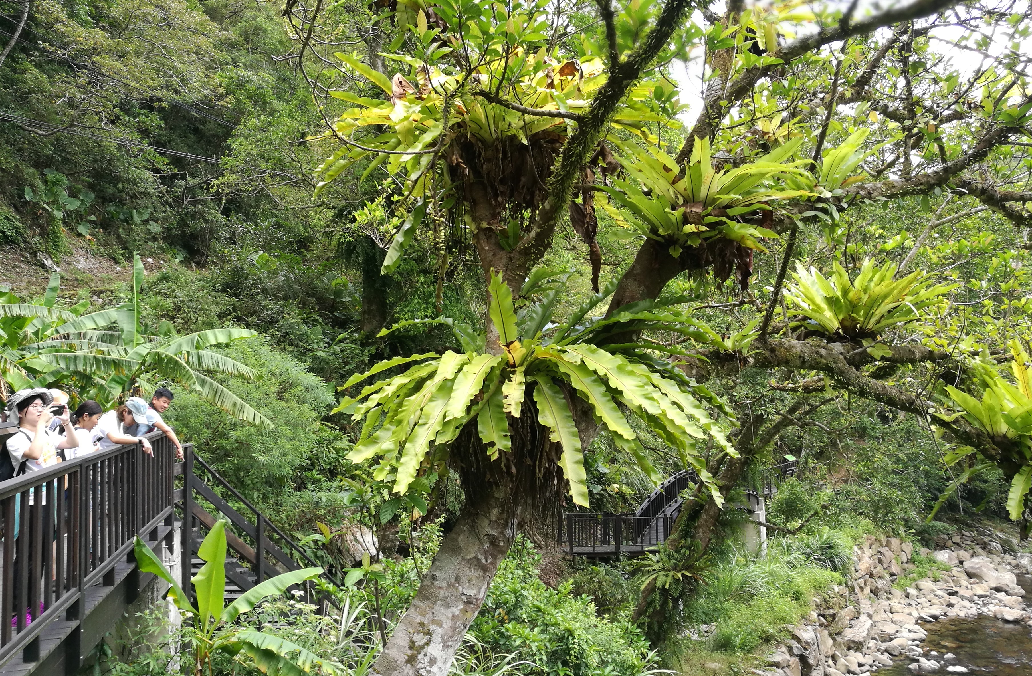 寄生在樹上的鳥巢蕨，堪稱樹上公寓最強住客。 