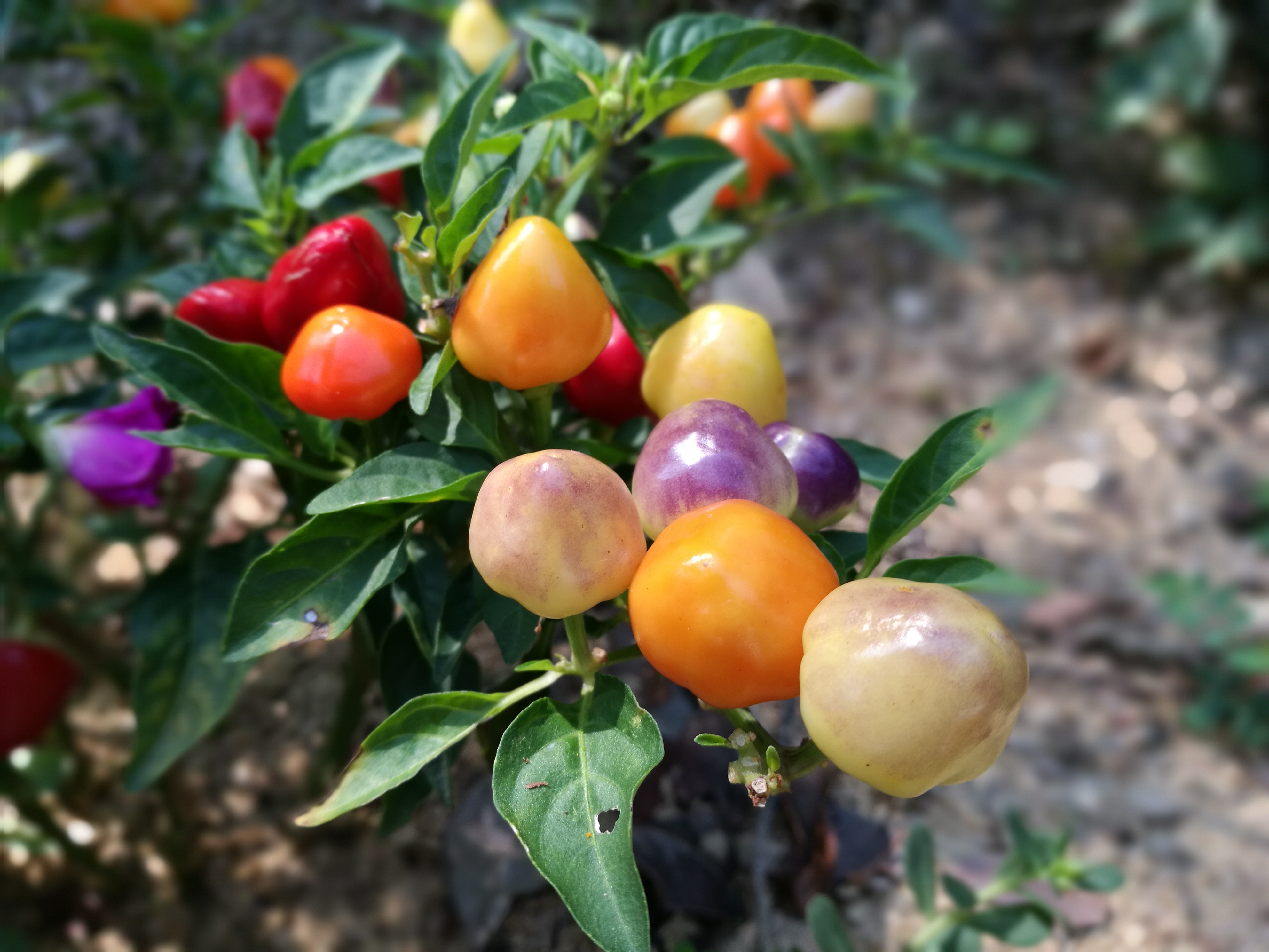 模樣小巧、顏色艷麗的五彩辣椒，是「氧森谷」最討人喜愛的辣妹。 