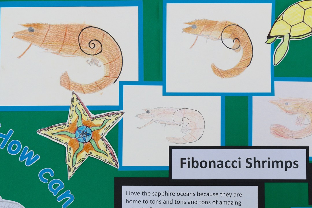 費波那奇序列（Fibonacci sequence）就在我們的真實世界之中，不只是課本上死板的知識。（翻攝Ashley Primary School）