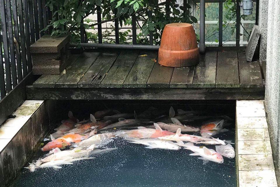 金山社區傳出錦鯉暴斃,民眾擔憂水質受汙染。