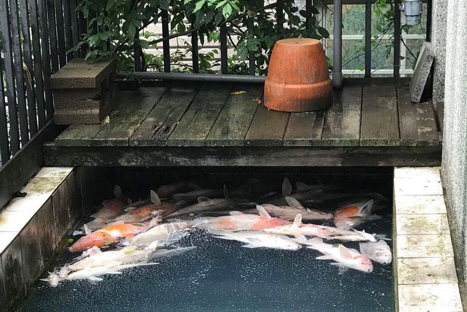 金山社區傳出錦鯉暴斃，民眾擔憂水質受汙染。