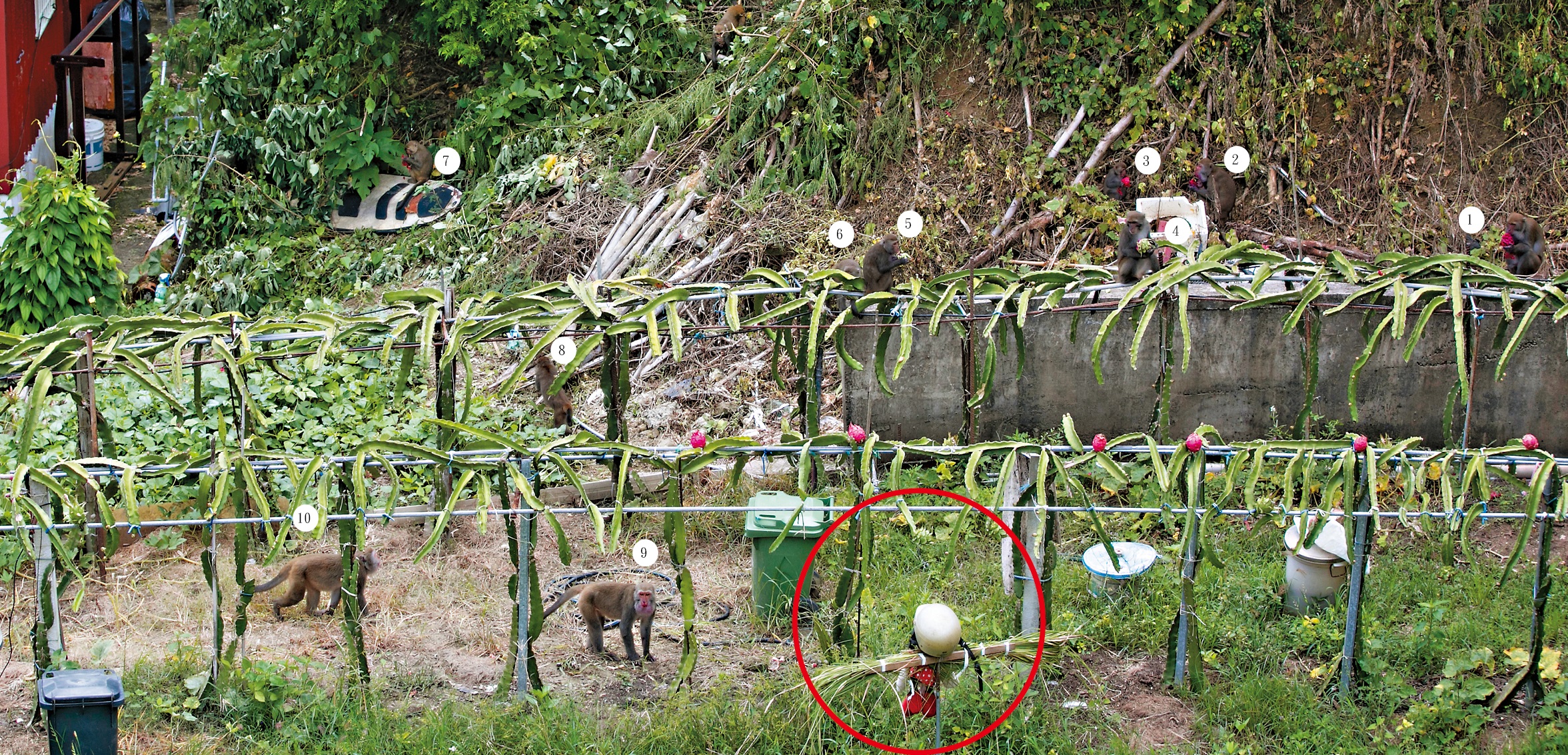 本刊獨家直擊，獼猴群鎖定火龍果園，無視稻草人（紅圈處），整群下山大肆啃食。圖為一鏡頭內即有10隻獼猴。