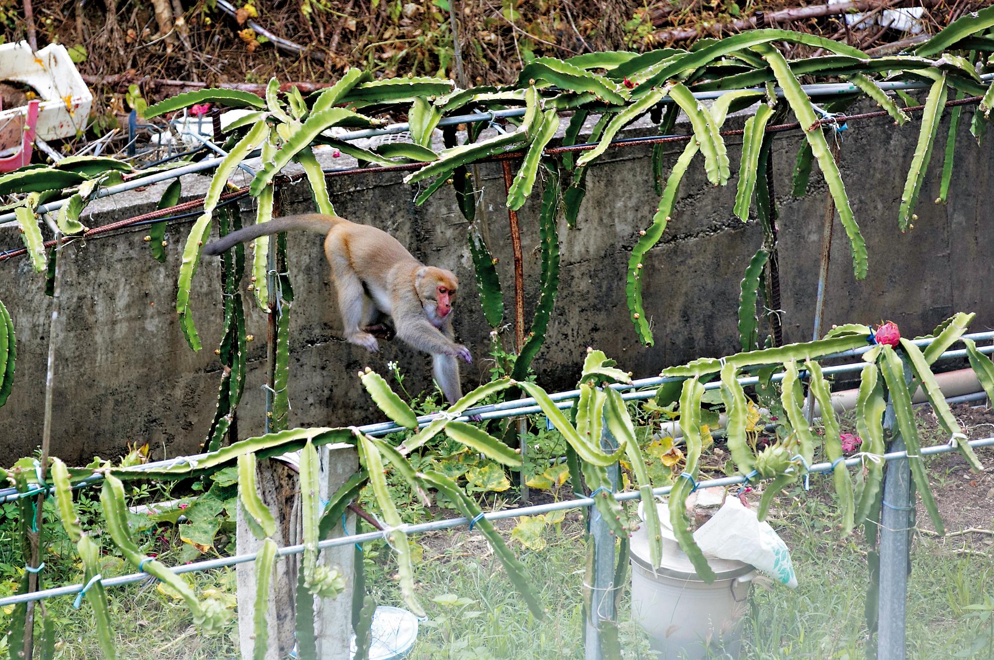 即使農民養狗顧果園,獼猴仍然不怕,照樣跳上棚架上啃食火龍果。