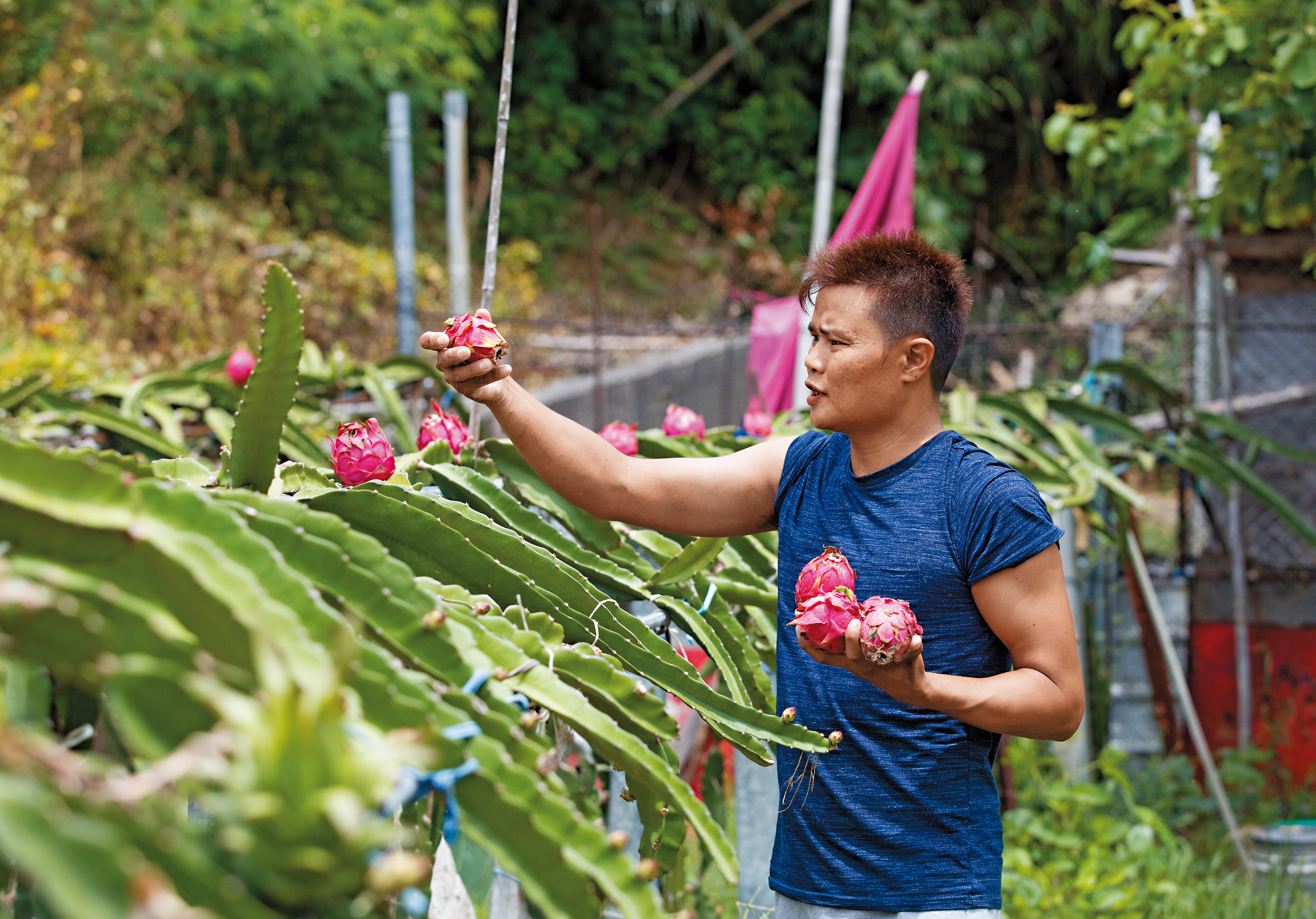 滿州農民表示，近幾年才有獼猴侵害火龍果田，偏偏猴害政府又無法補助，讓農民欲哭無淚。