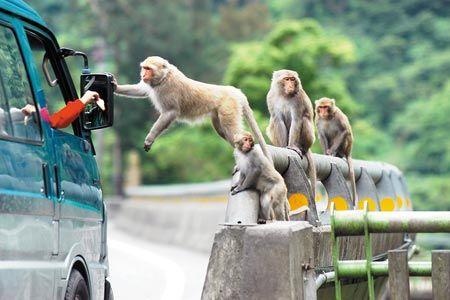 屏東科技大學野生動物保育所副教授蘇秀慧認為,獼猴棲地與農耕地重疊,才會造成人猴衝突。