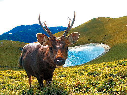 水鹿。（翻攝網路）