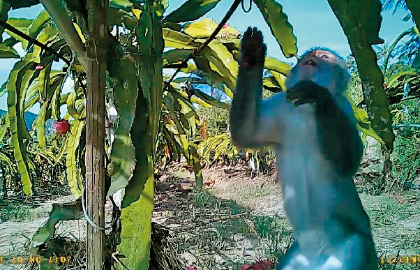 本刊出動高畫質針孔攝影機，守株待兔多天，終於拍到獼猴摘食火龍果的畫面。