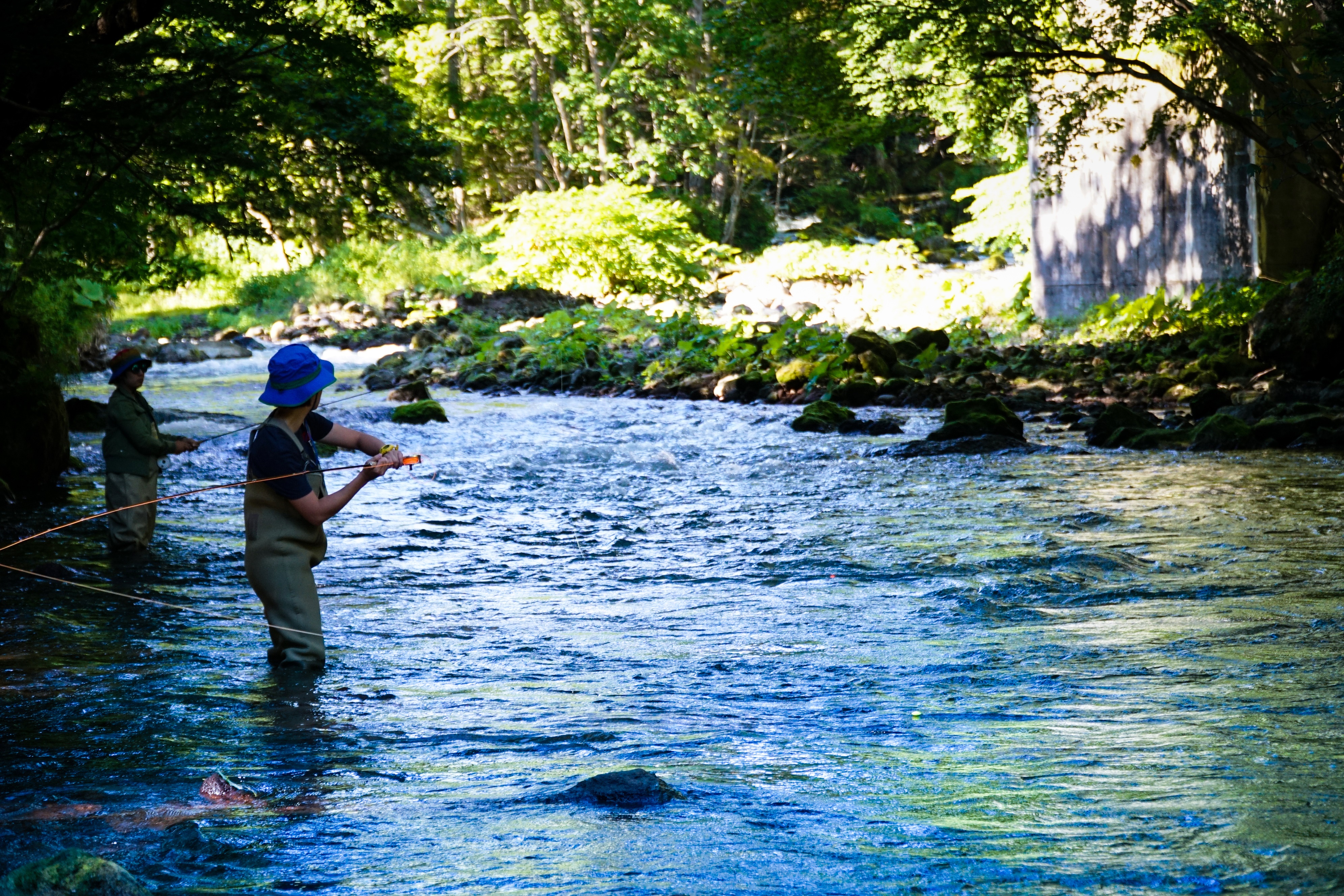 阿寒川綠樹如蔭，讓人彷彿走進電影《大河戀》的場景。