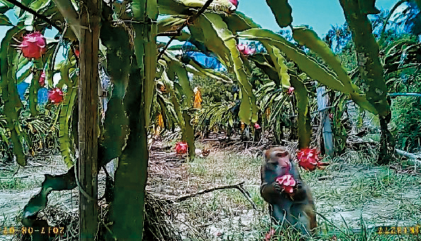 野生獼猴摘食火龍果，兩手環抱果啃食的模樣，透過針孔攝影機一覽無遺。