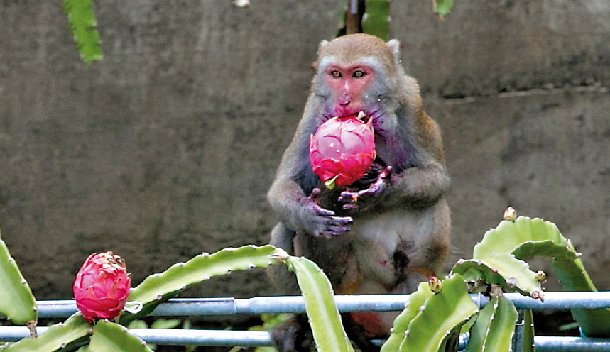 識貨的獼猴專挑1斤90元的AA級火龍果大快朵頤。