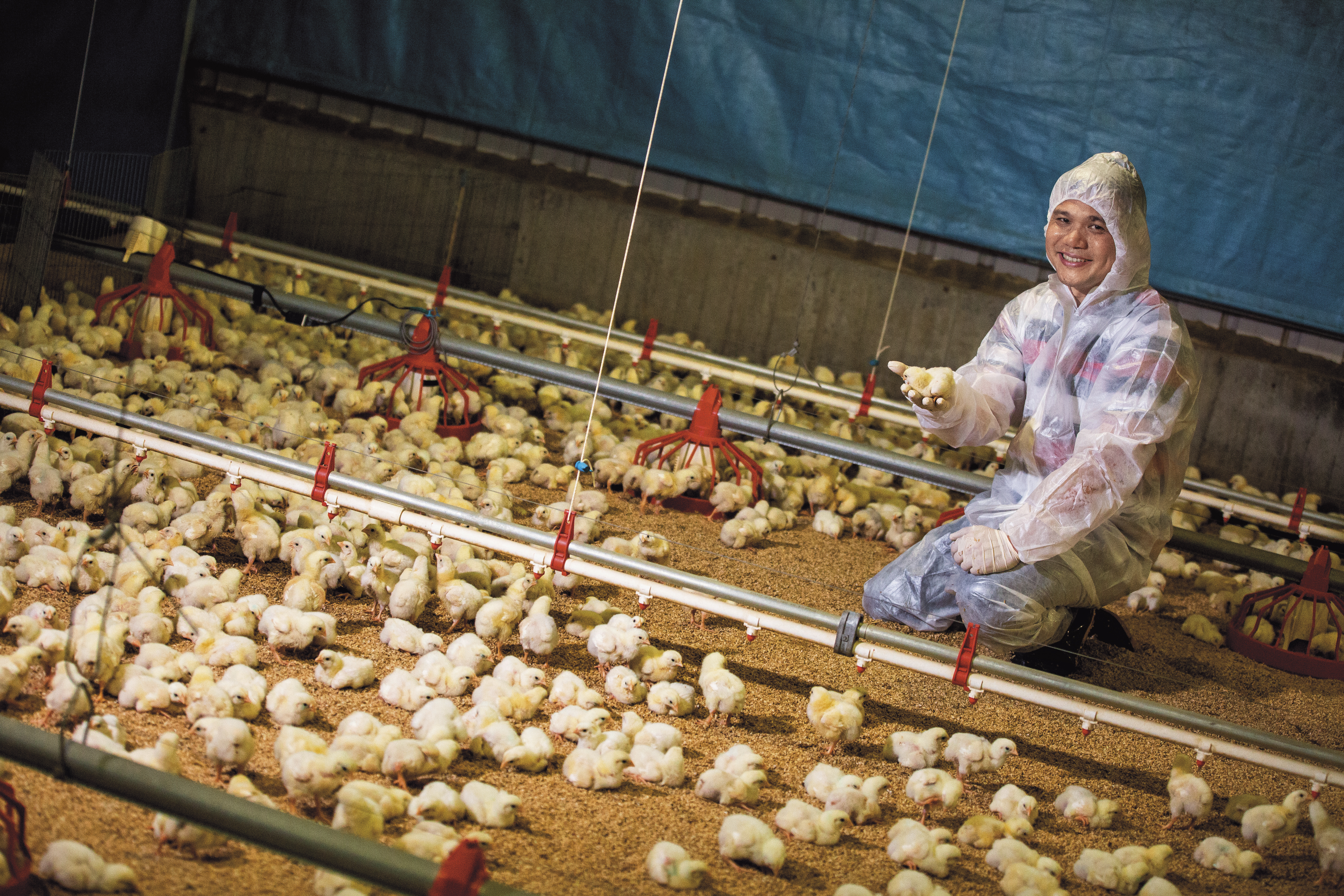 江振德養雞20年，近2年改採全程不用藥飼養肉雞，飼料也採用非基改黃豆和有機紅茶，在業界相當罕見。
